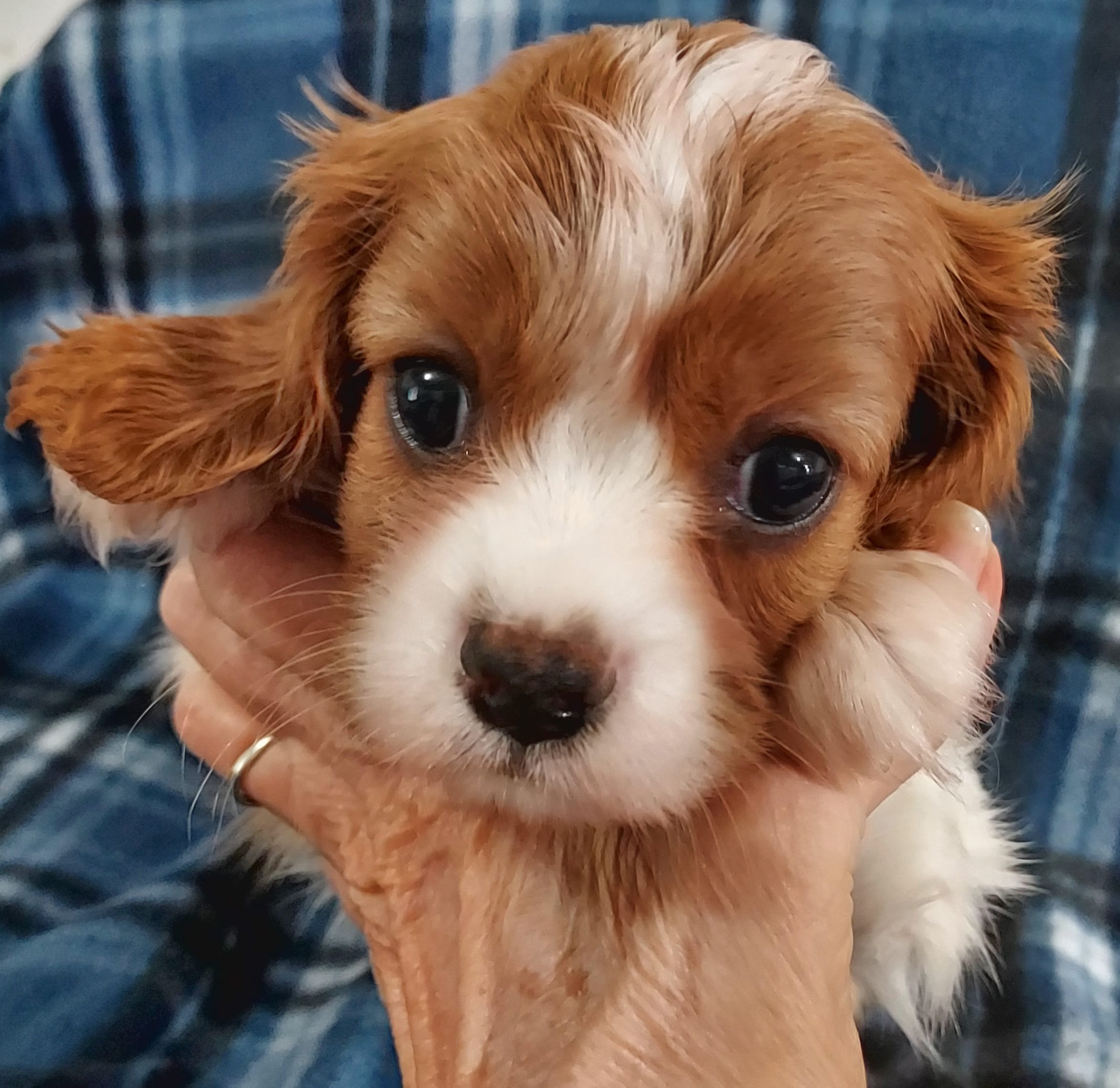 Russ – Cavalier King Charles Spaniel puppy for sale in Purdy, MO