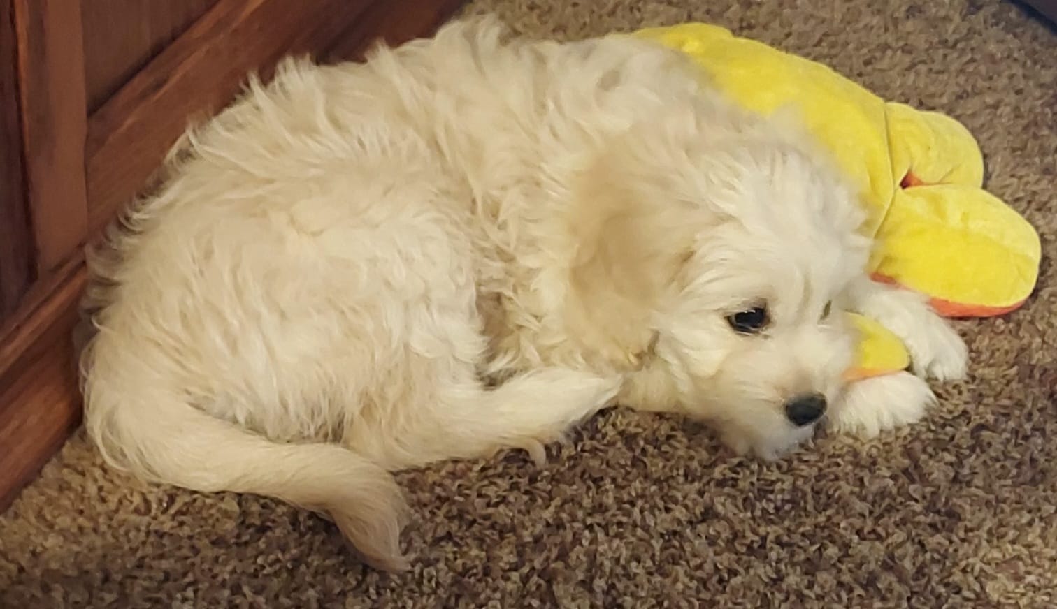 Lucille – Cavapoo puppy for sale in Purdy, MO