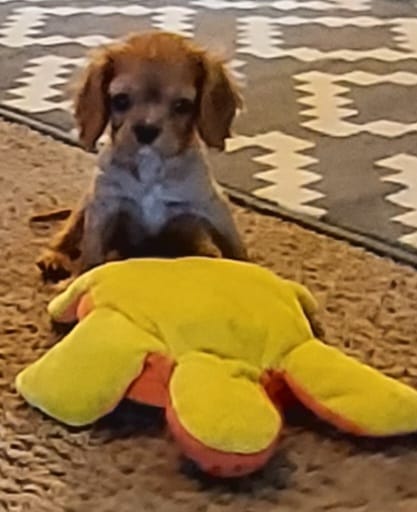 Webb – Cavalier King Charles Spaniel puppy for sale in Purdy, MO
