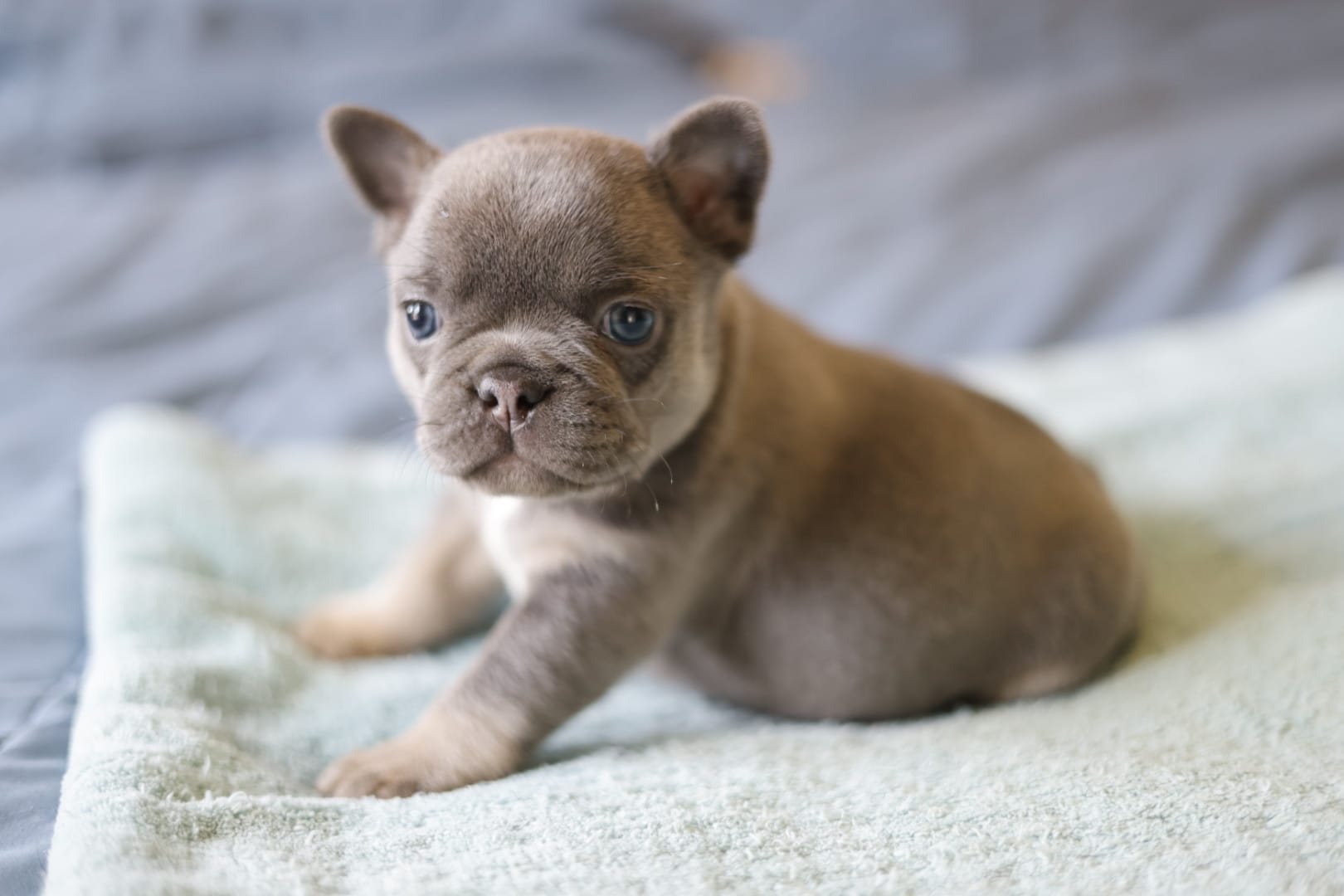 Marty – French Bulldog puppy for sale in Wilmington, NC