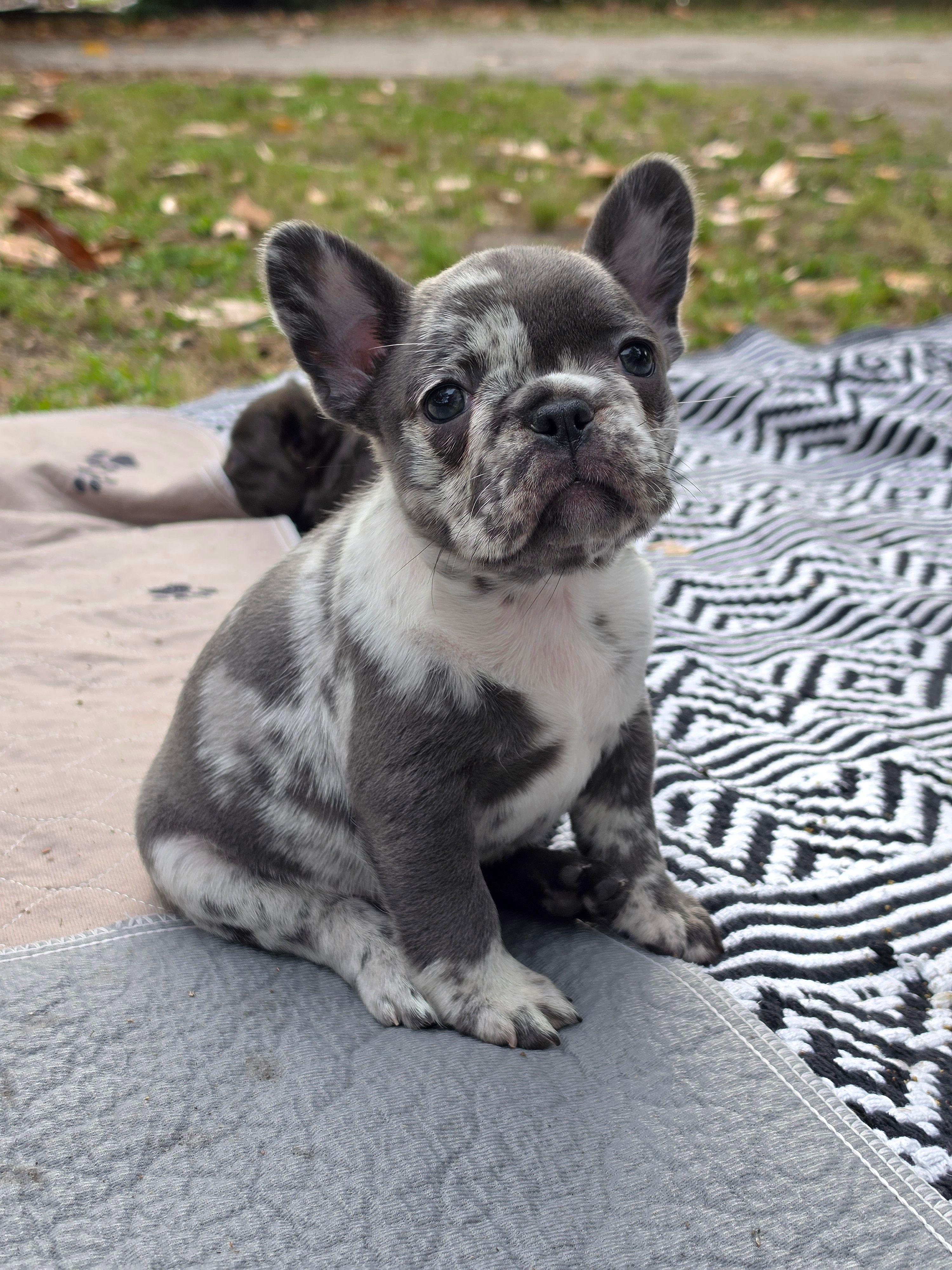 Clover – French Bulldog puppy for sale in Wilmington, NC