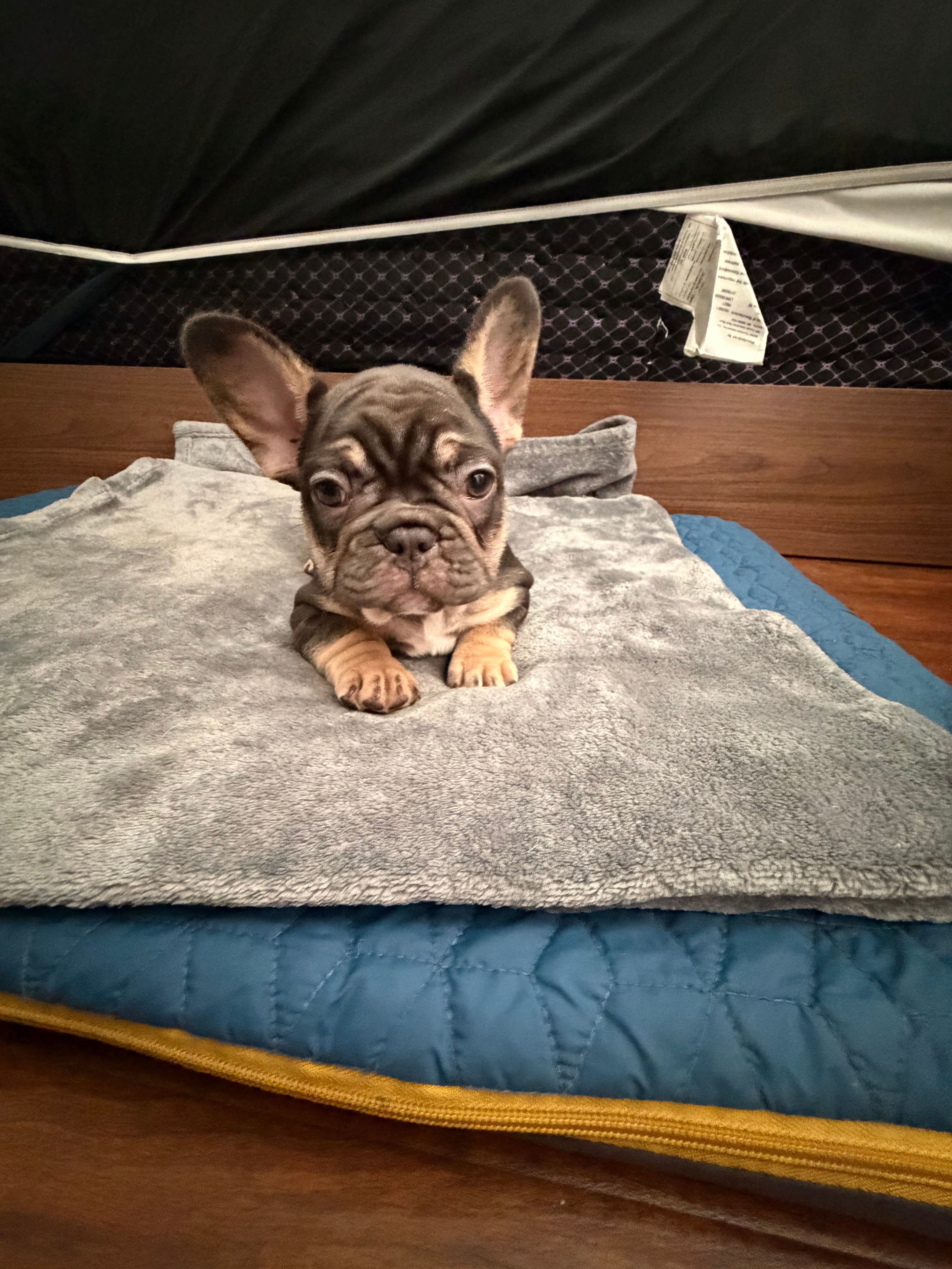 Purple – French Bulldog puppy for sale in Long Beach, CA