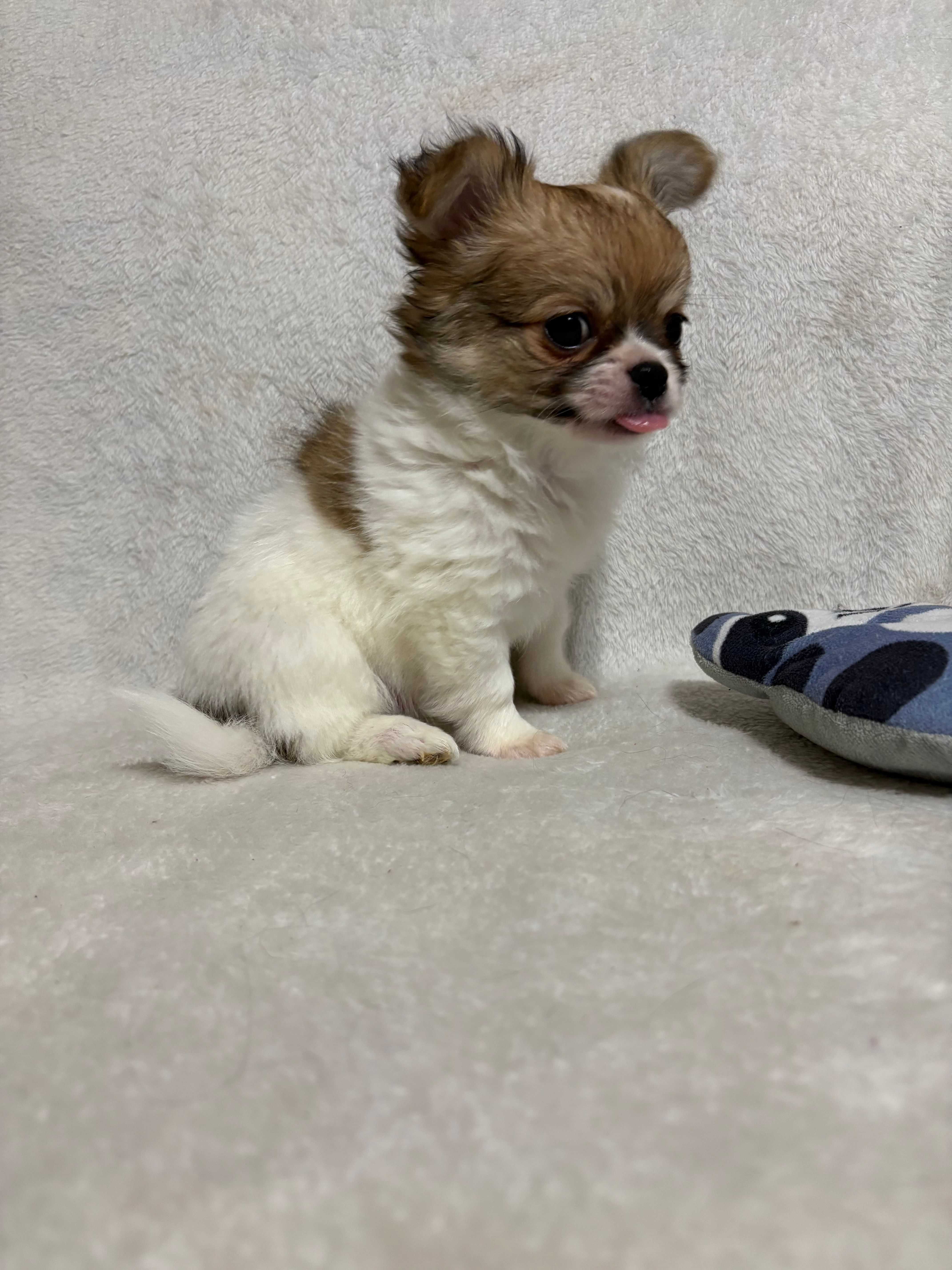 Smores full akc – Chihuahua puppy for sale in Randleman, NC