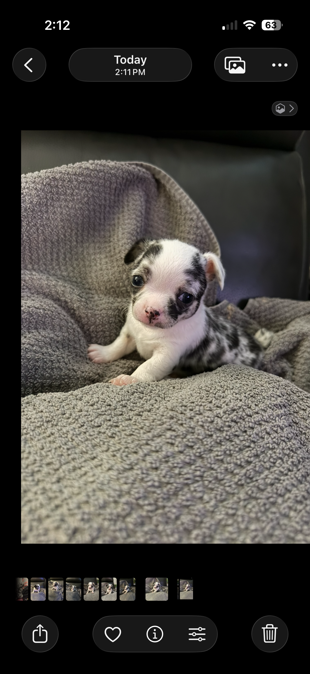 Female 1 – Chihuahua puppy for sale in Portland, OR