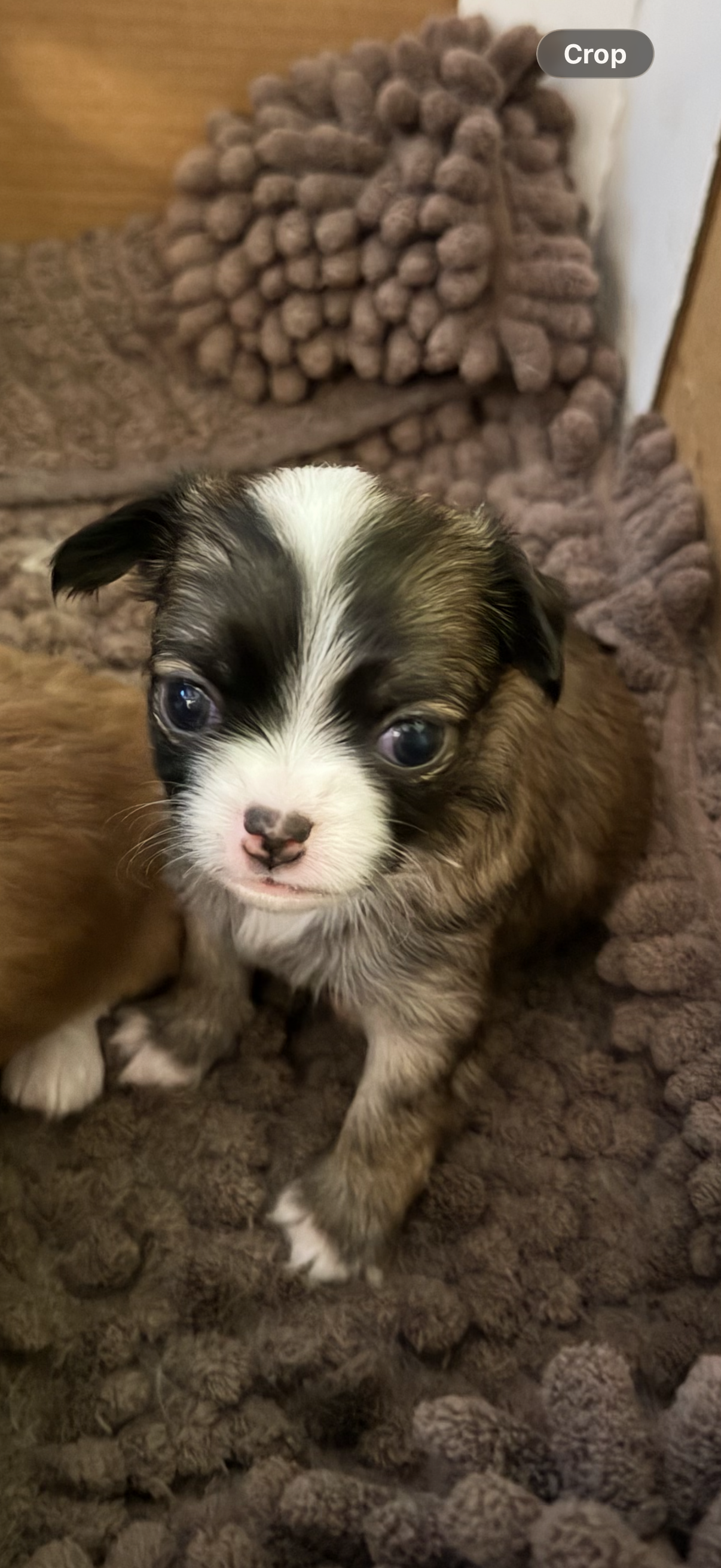 Male 2 – Chihuahua puppy on hold in Portland, OR