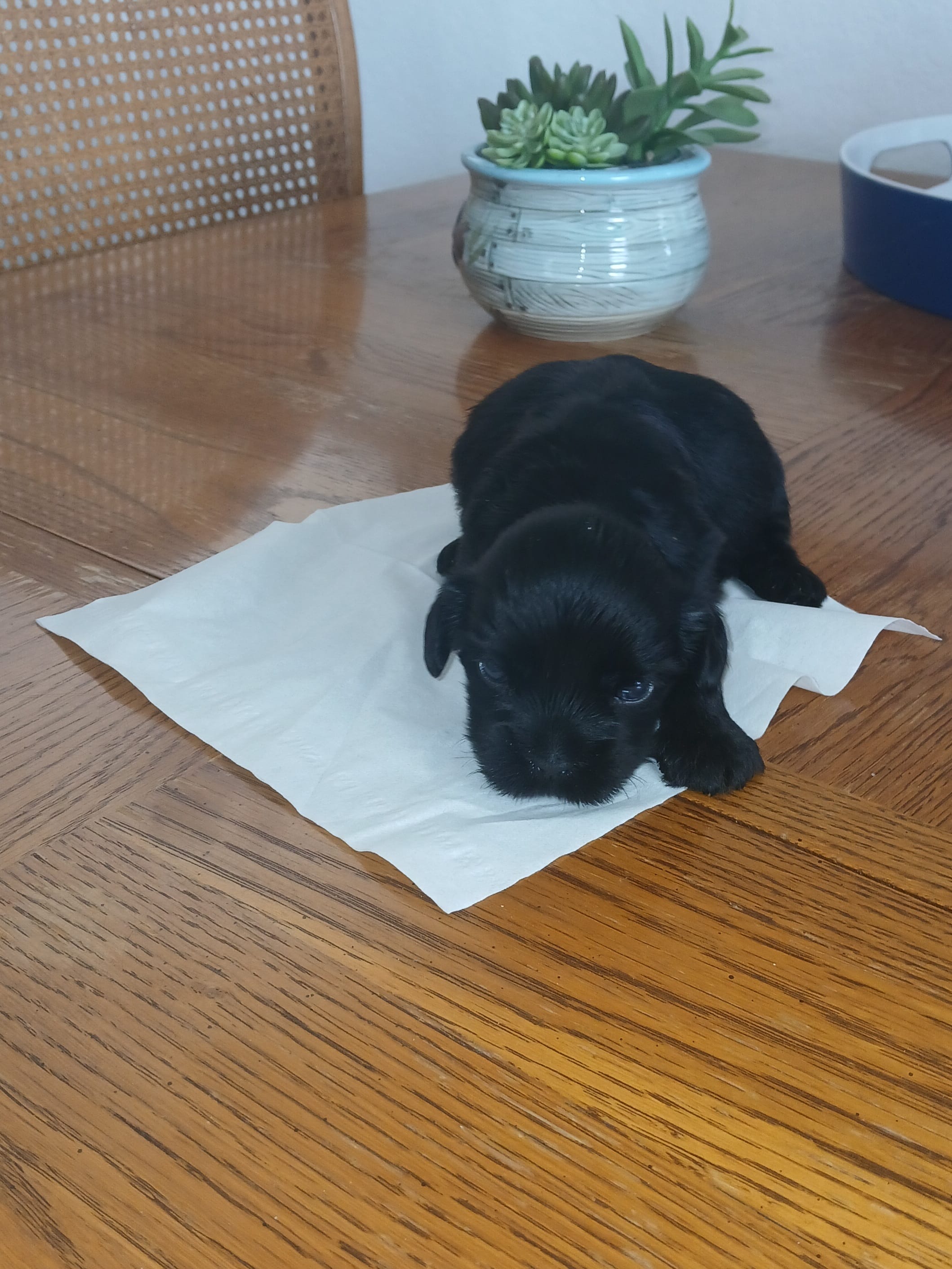 Hank – Cavapoo puppy for sale in Edgewater, FL