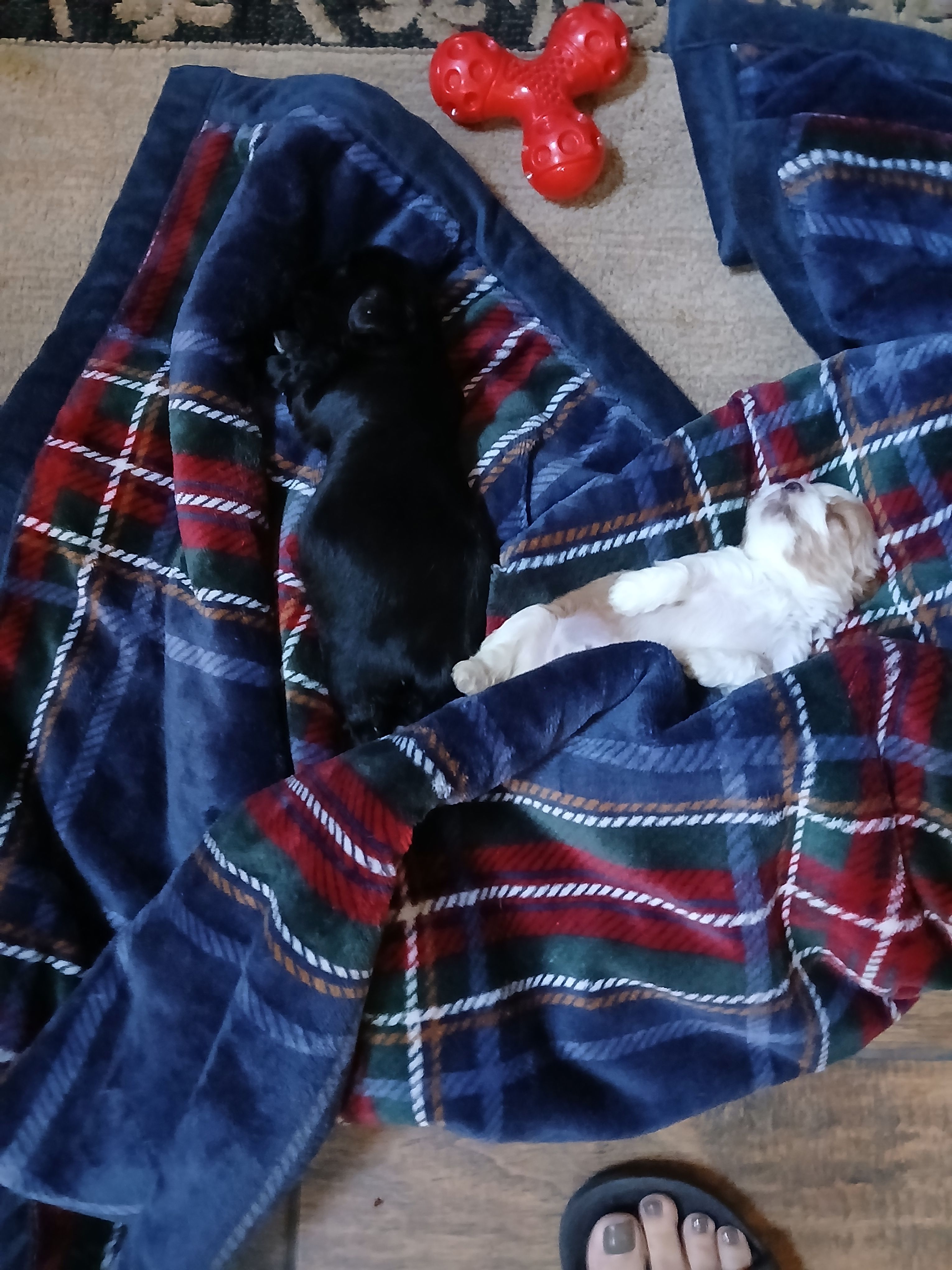 Jill – Cavapoo puppy for sale in Edgewater, FL