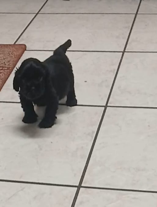 Hank – Cavapoo puppy for sale in Edgewater, FL