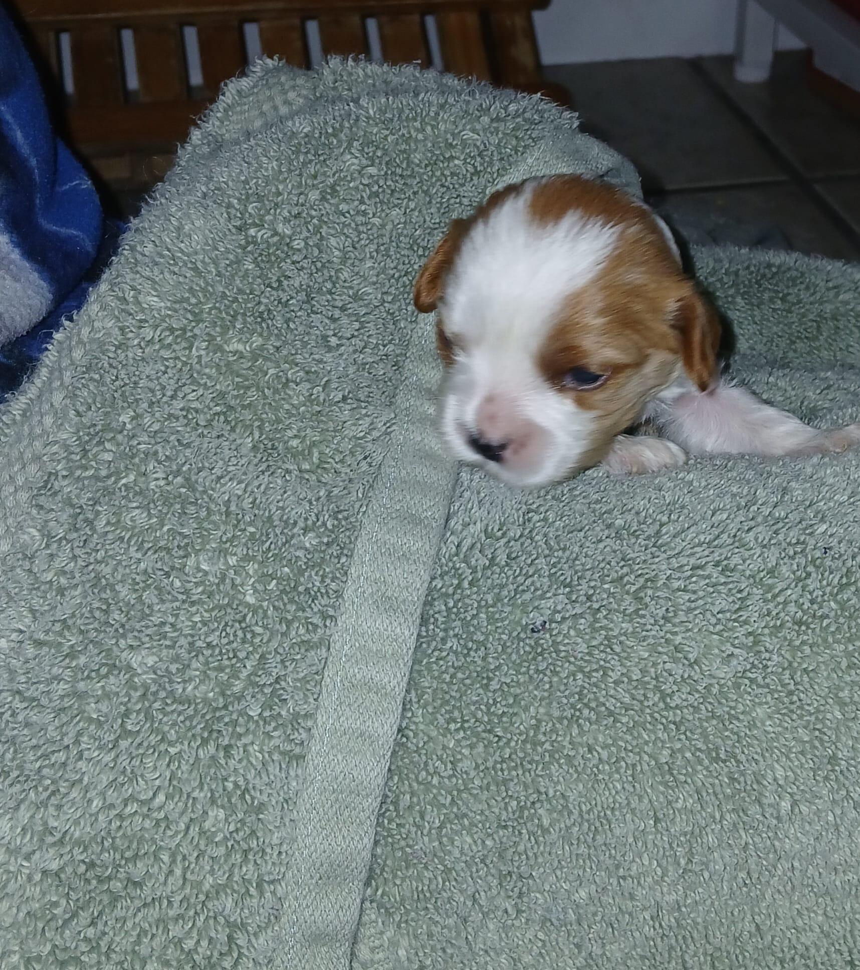 Jill – Cavapoo puppy for sale in Edgewater, FL