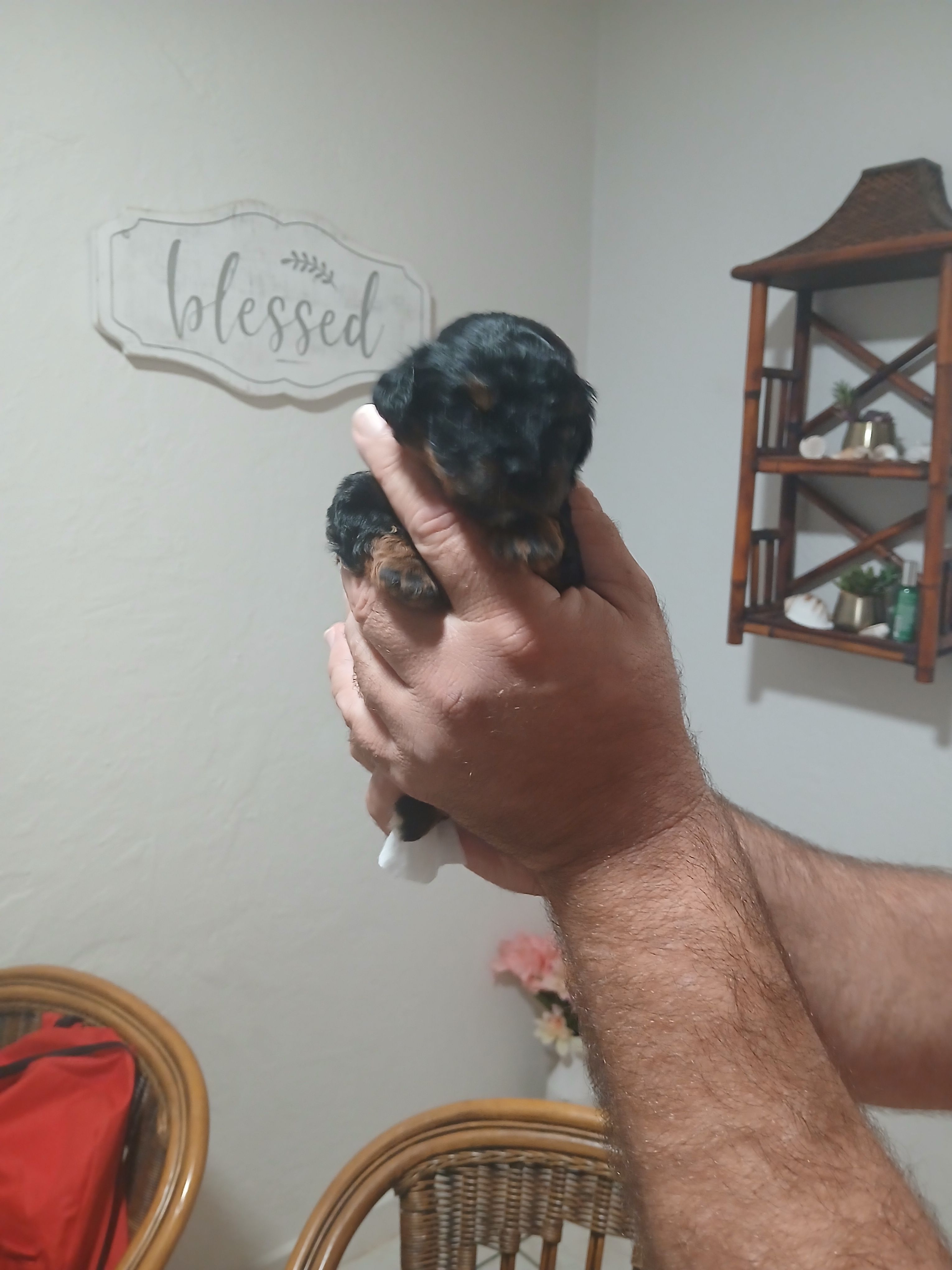 Frankie – Cavapoo puppy for sale in Edgewater, FL
