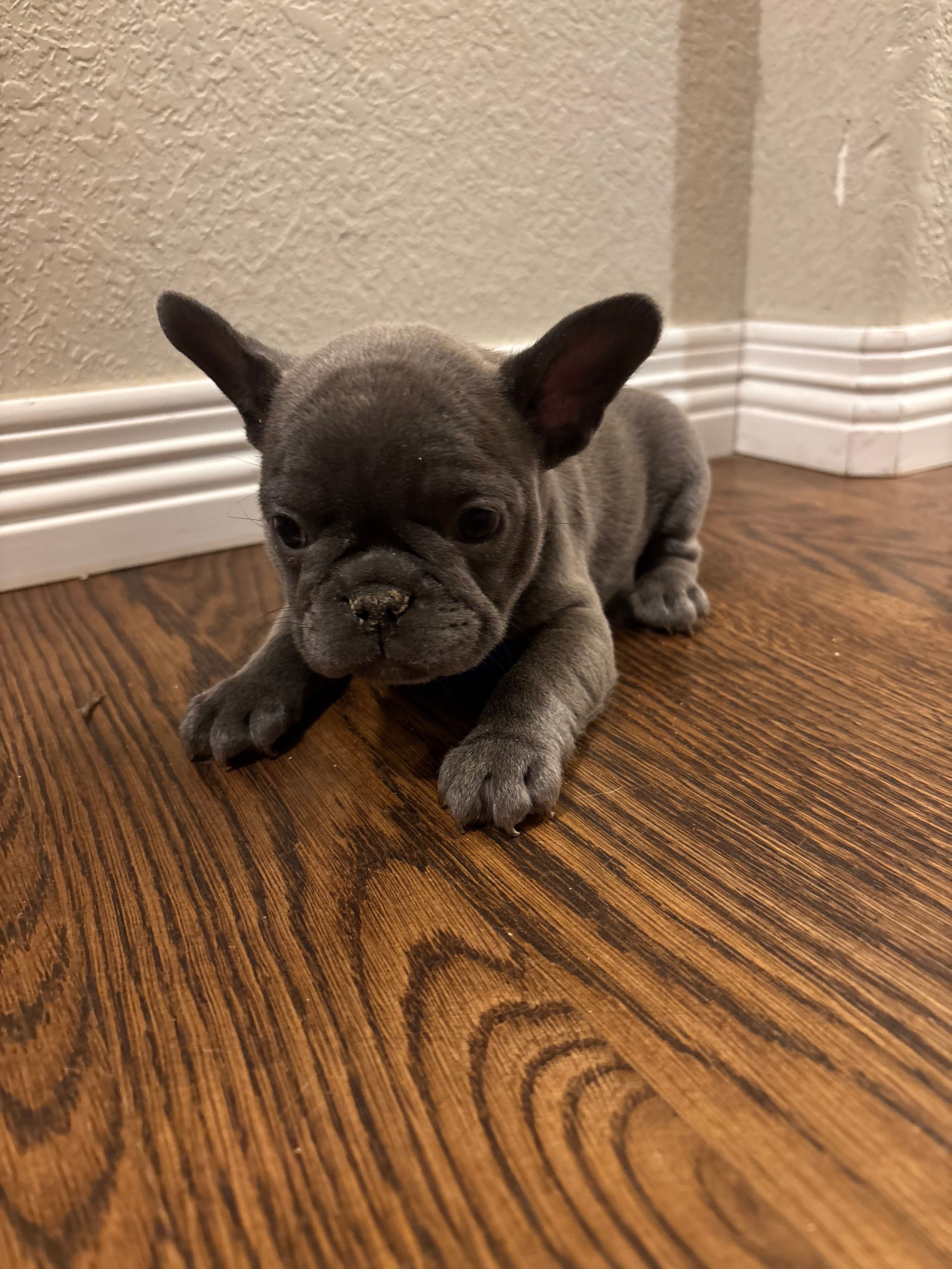 Frenchie puppy
