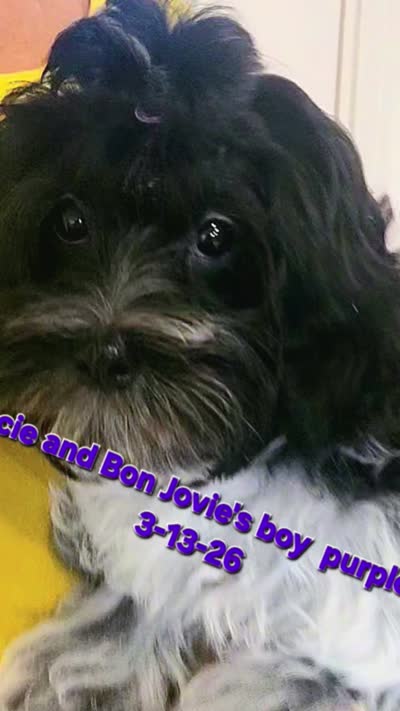 Boy Purple-Roan black and white, a male Maltipoo for sale in Middleburg, FL – 2 of 5