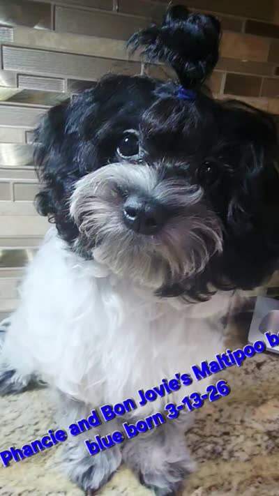 ON HOLD Boy Blue -Roan black and white coat, a male Maltipoo for sale in Middleburg, FL – 2 of 6
