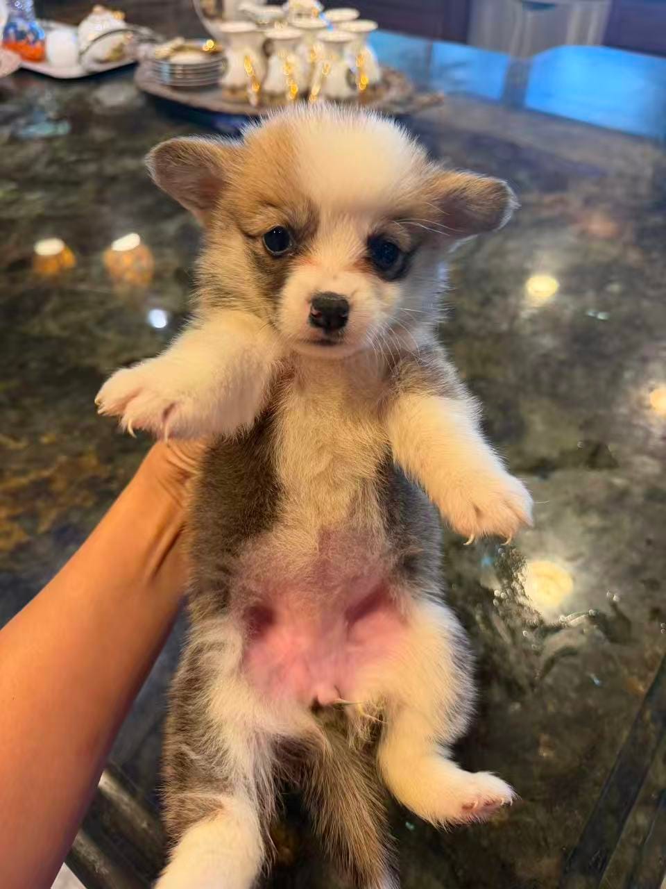 Honey – Pembroke Welsh Corgi puppy for sale in Lake Elsinore, CA