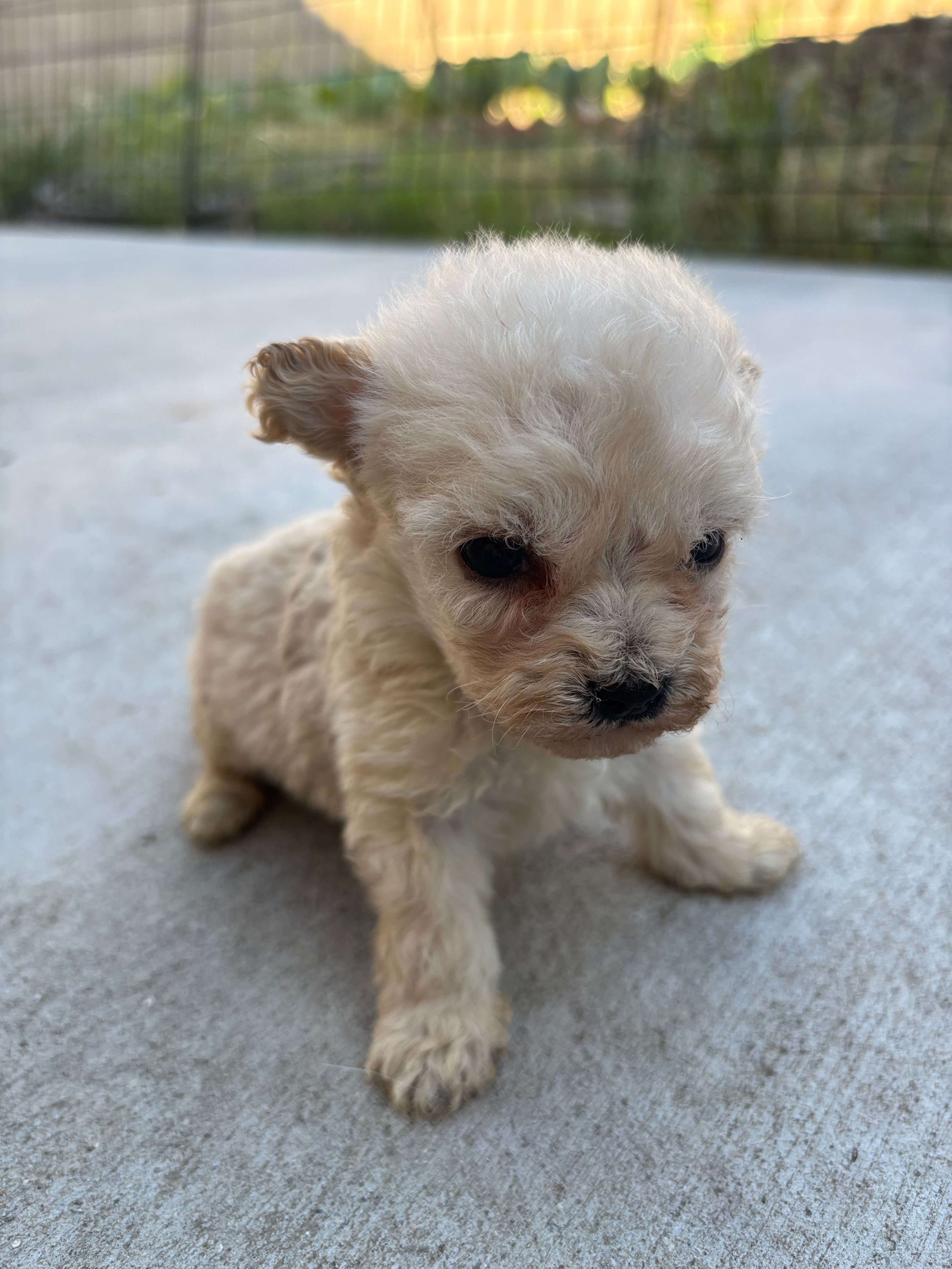 Bella – Poodle - Miniature  puppy for sale in Lake Elsinore, CA