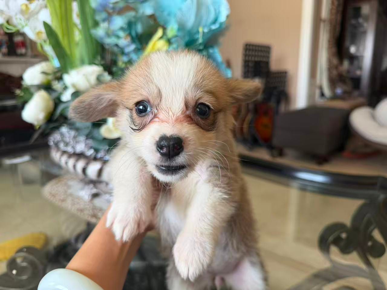 Edan – Pembroke Welsh Corgi puppy for sale in Lake Elsinore, CA