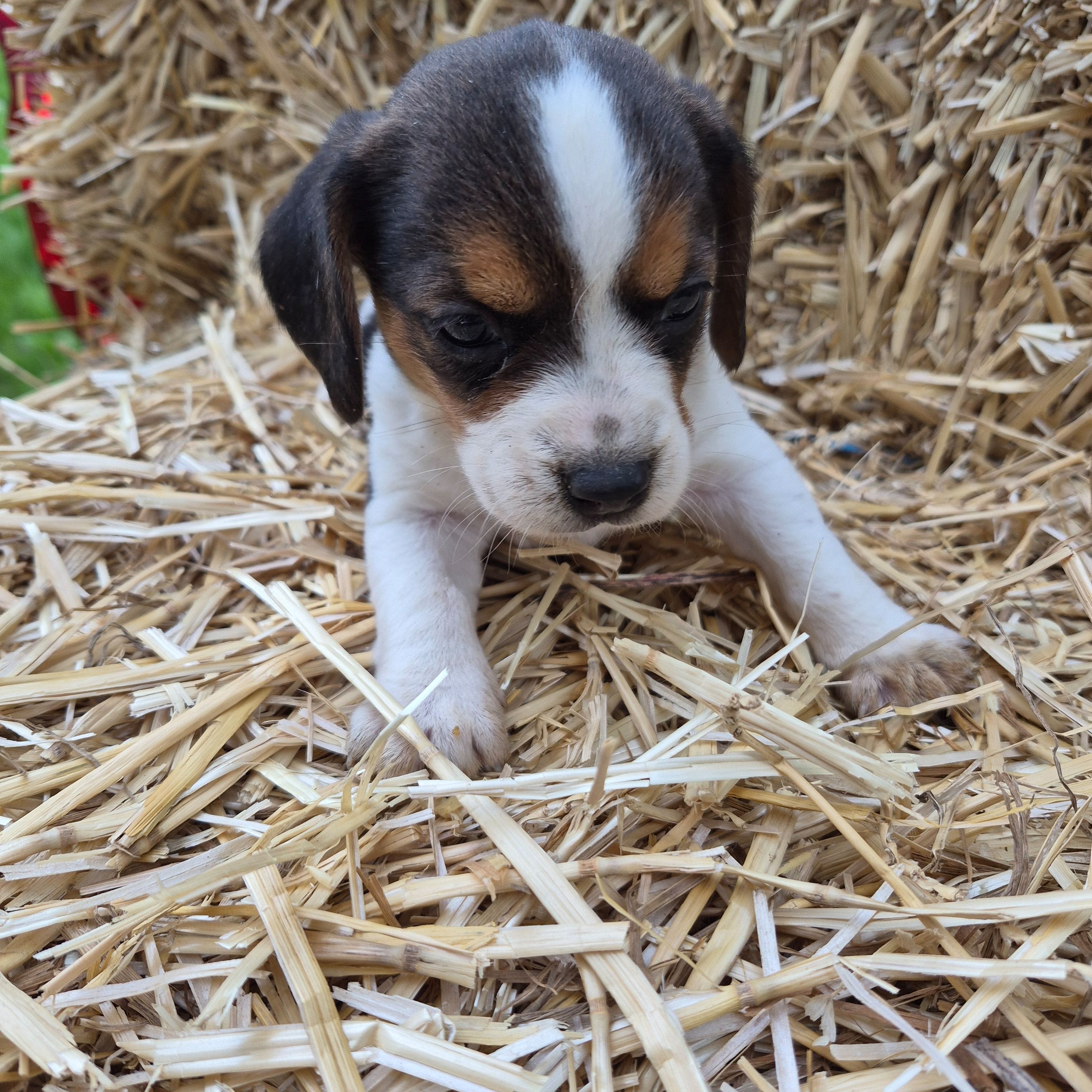 Allie(Pocket), a female Beagle for sale in Metamora, IL – 4 of 5