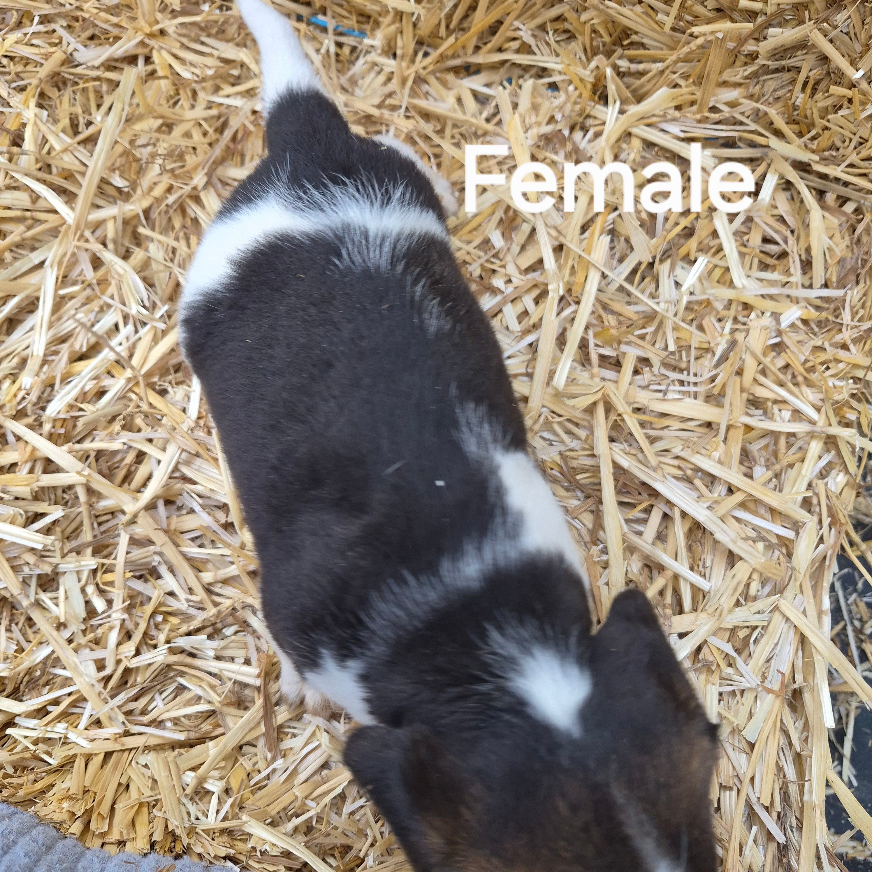 Allie(Pocket), a female Beagle for sale in Metamora, IL – 5 of 5