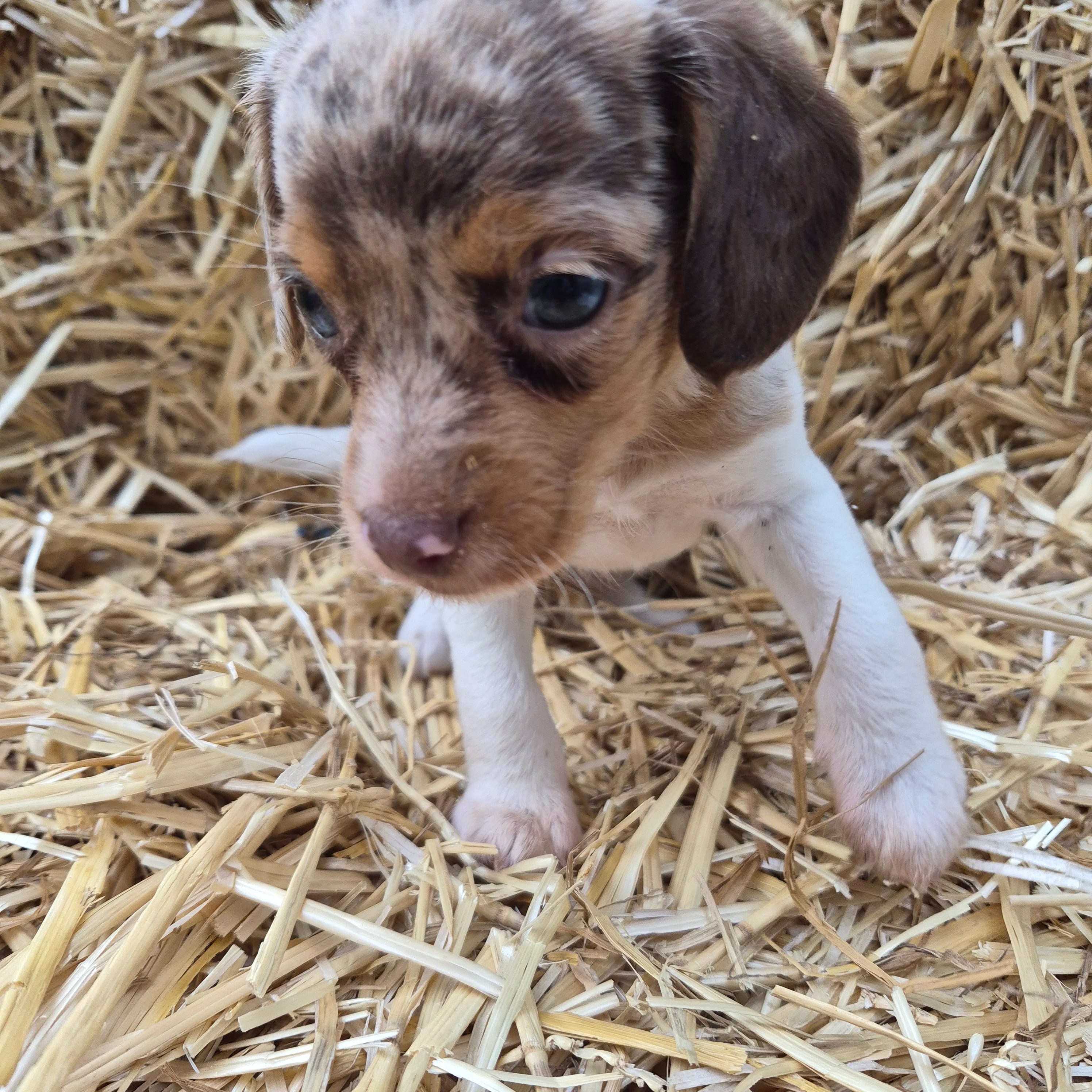 Carla  – Beagle puppy for sale in Metamora, IL