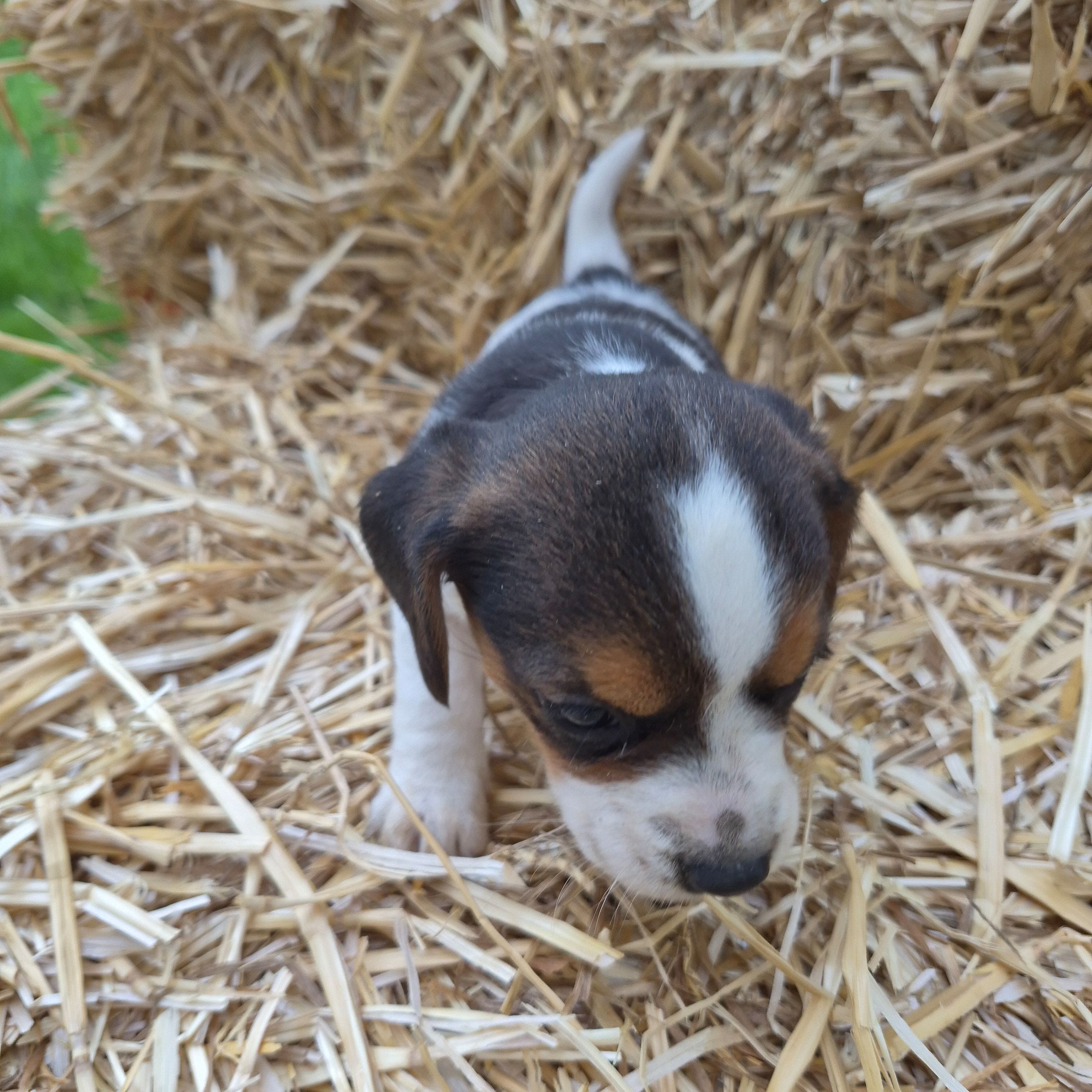 Allie(Pocket) – Beagle puppy for sale in Metamora, IL
