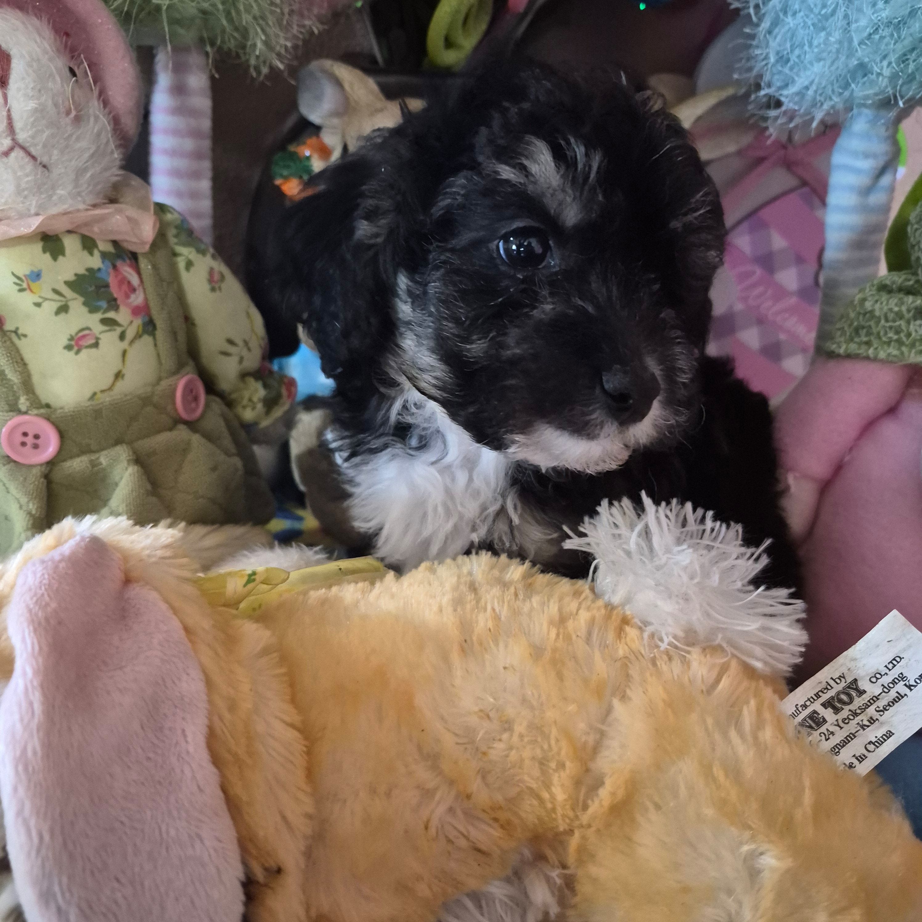 Sam – Chihuahua, Poodle - Toy  puppy for sale in Metamora, IL