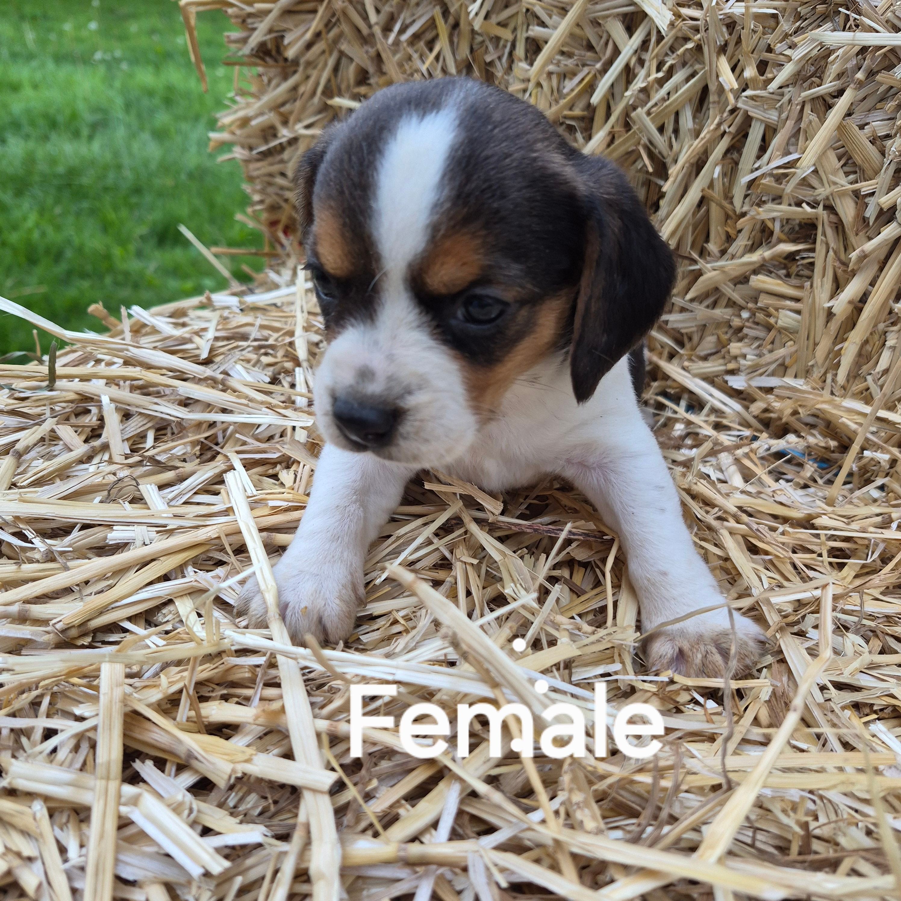 Allie(Pocket), a female Beagle for sale in Metamora, IL – 2 of 5
