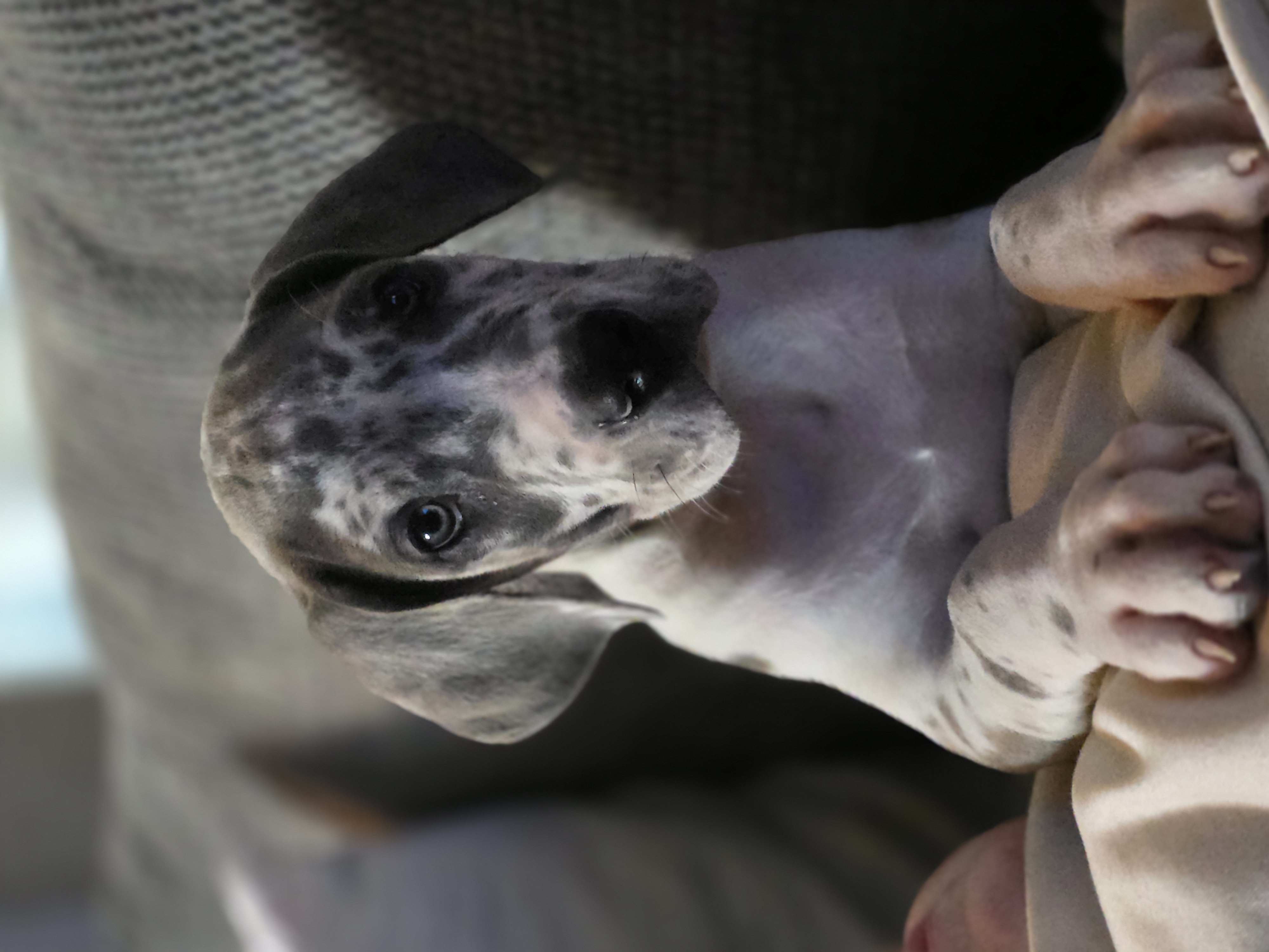 Blue brindlequin  – Great Dane puppy for sale in Iowa Falls, IA