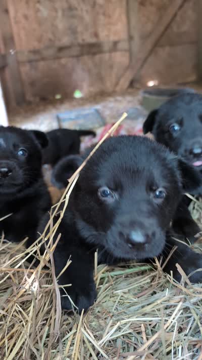 Red, a female German Shepherd Dog for sale in Holden, MO – 2 of 5