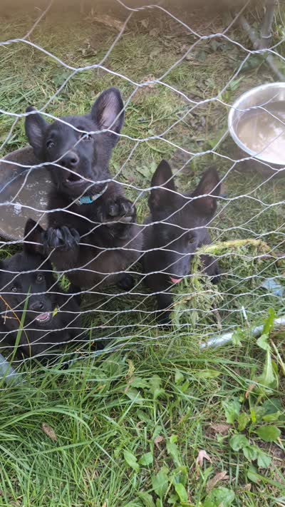 Dark green, a male German Shepherd Dog for sale in Holden, MO – 2 of 6