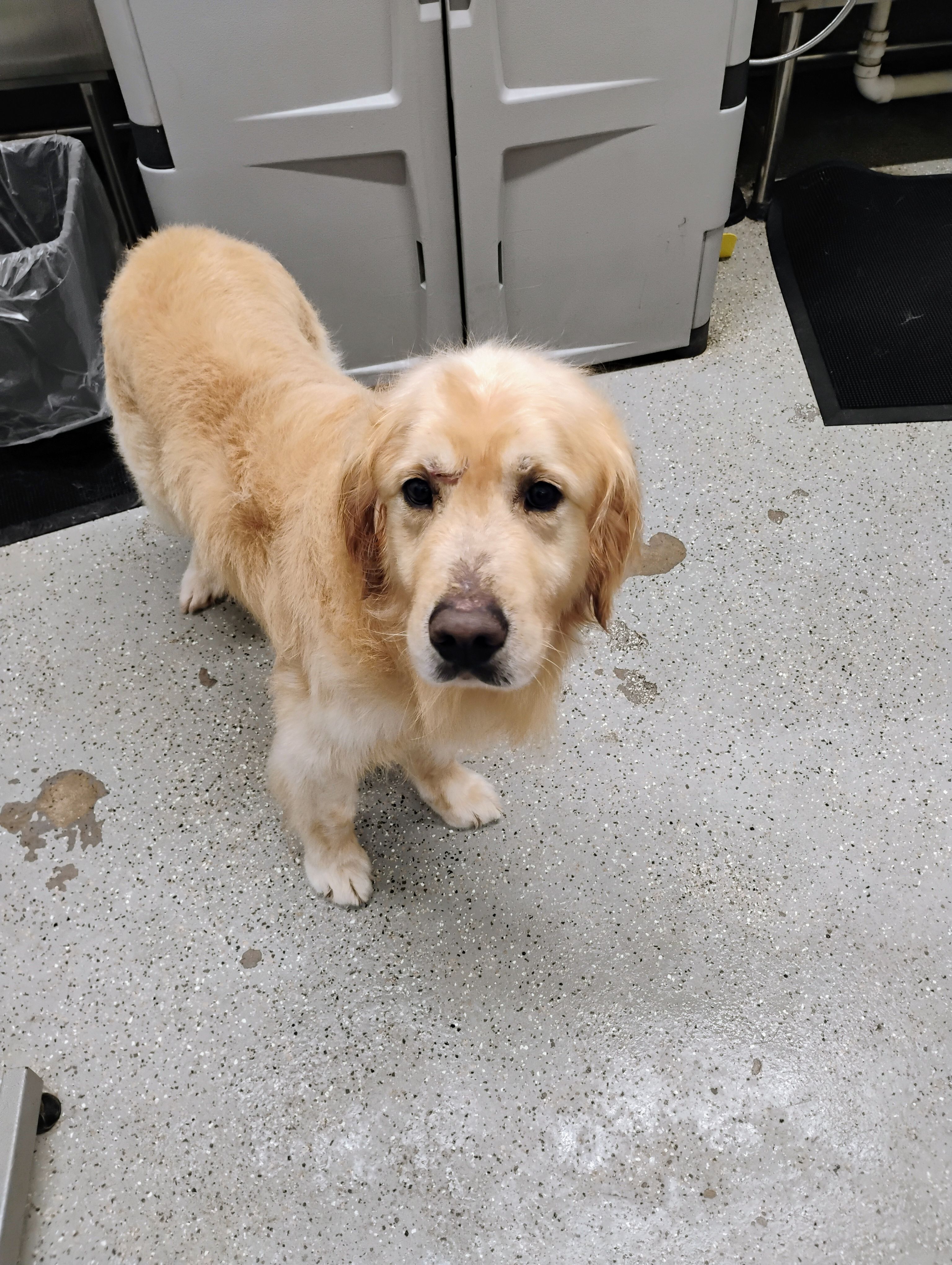 Alfie  – Golden Retriever puppy for sale in Jobstown, NJ