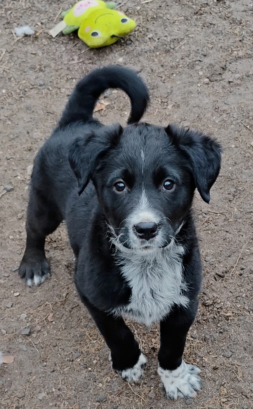 Max – Labrador Retriever puppy for sale in Jobstown, NJ