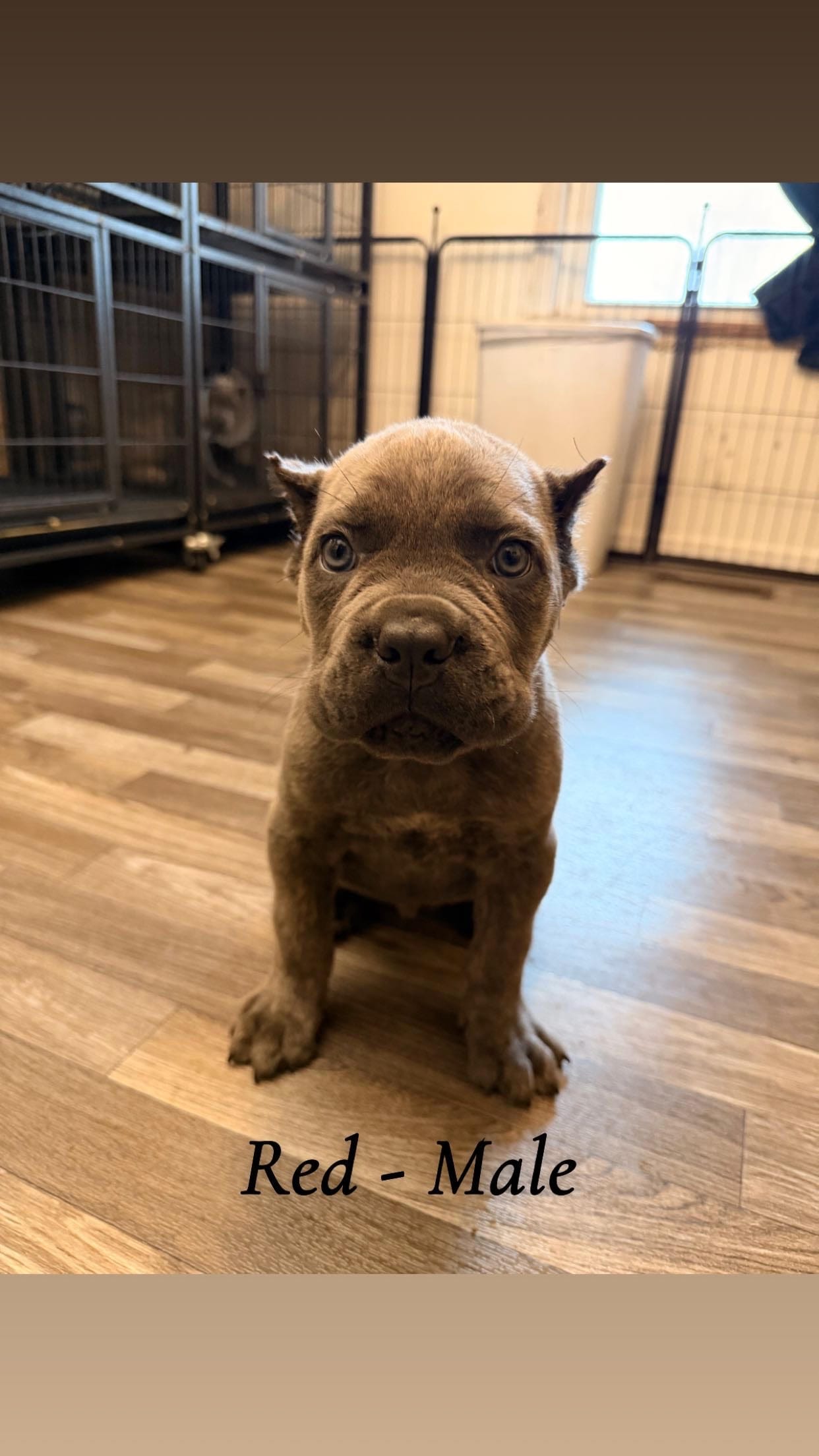 red – Cane Corso puppy for sale in Joelton, TN