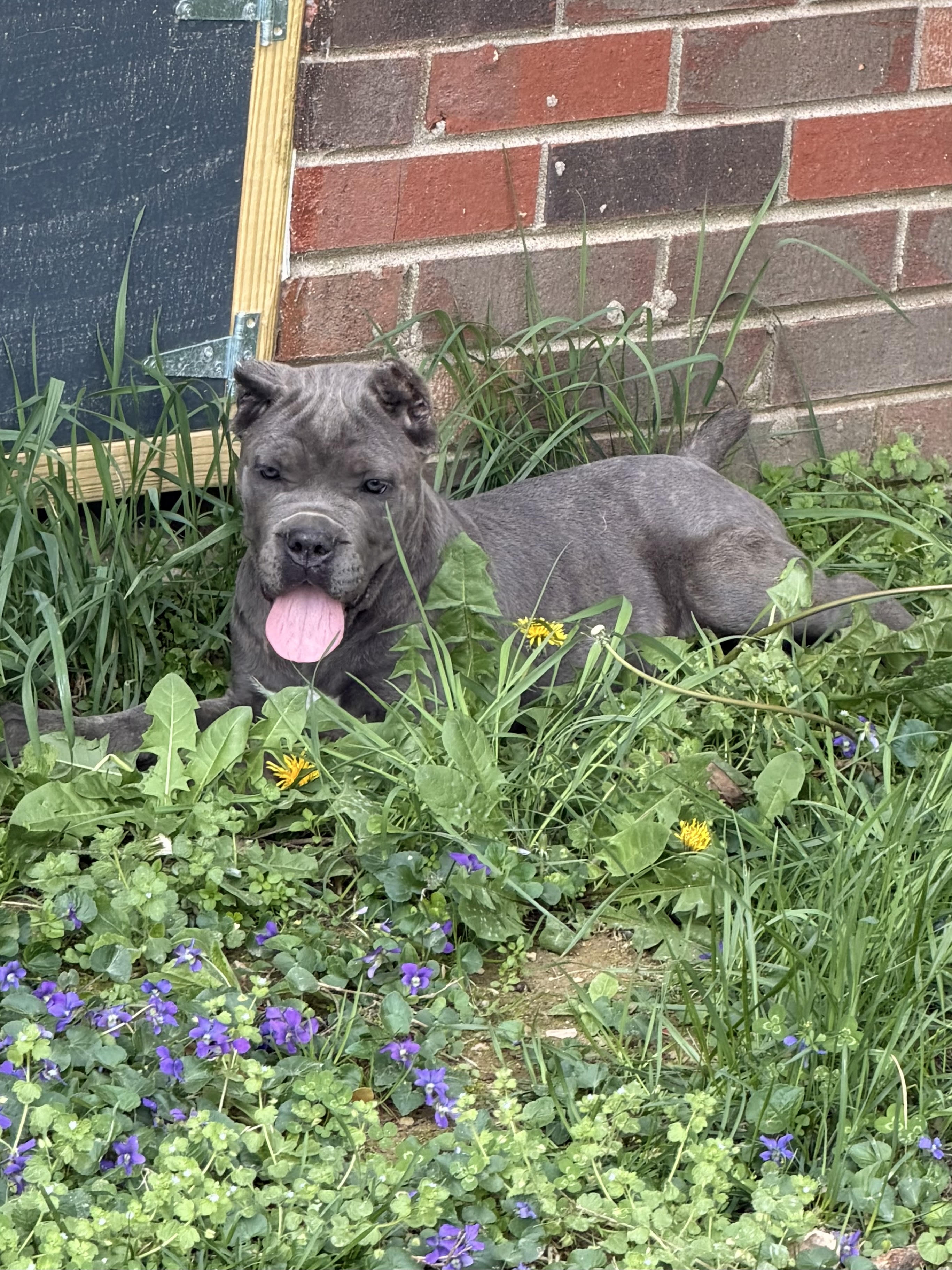 pink – Cane Corso puppy for sale in Joelton, TN