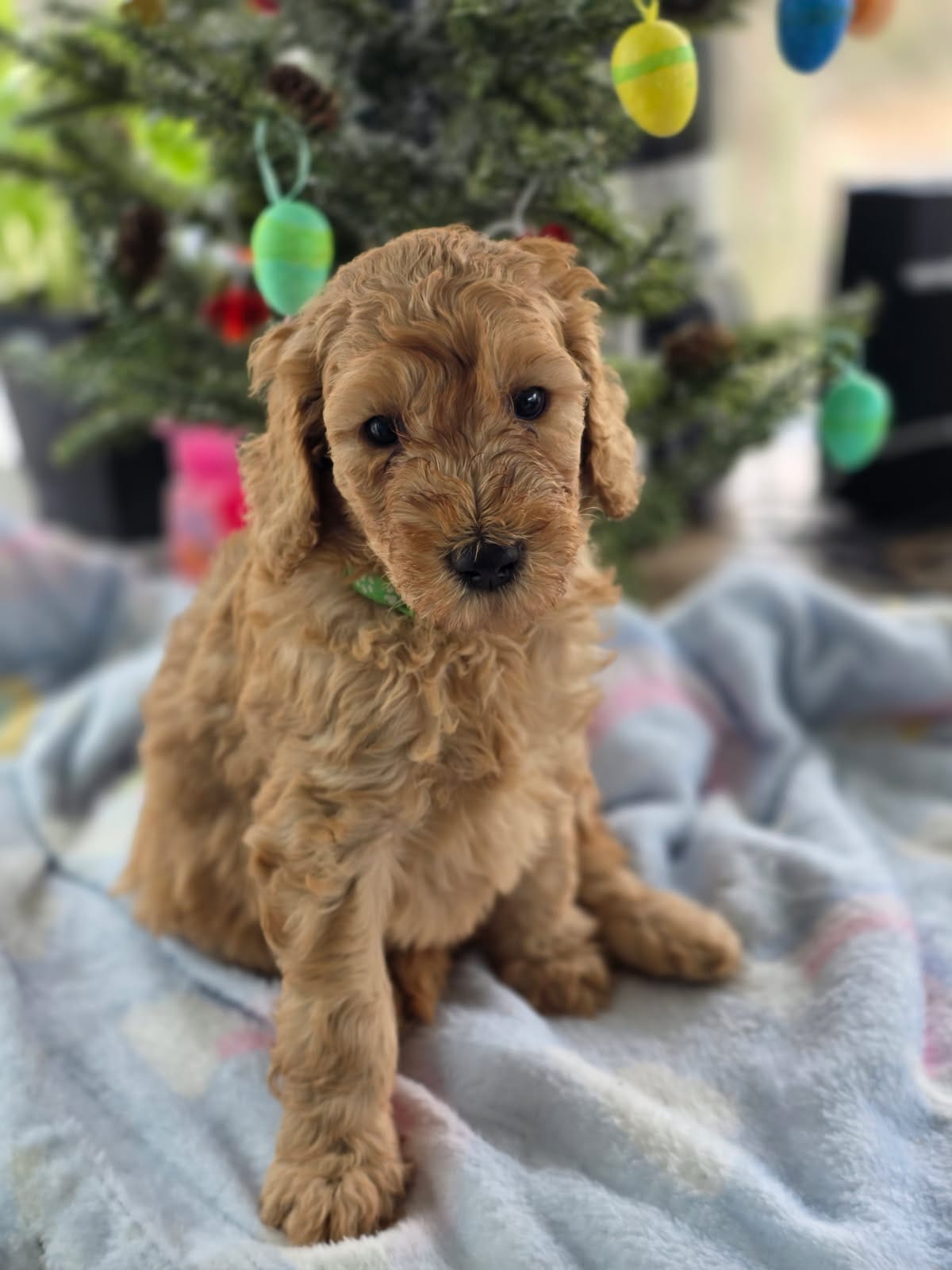 Tito – Goldendoodle puppy for sale in Burlington, NJ