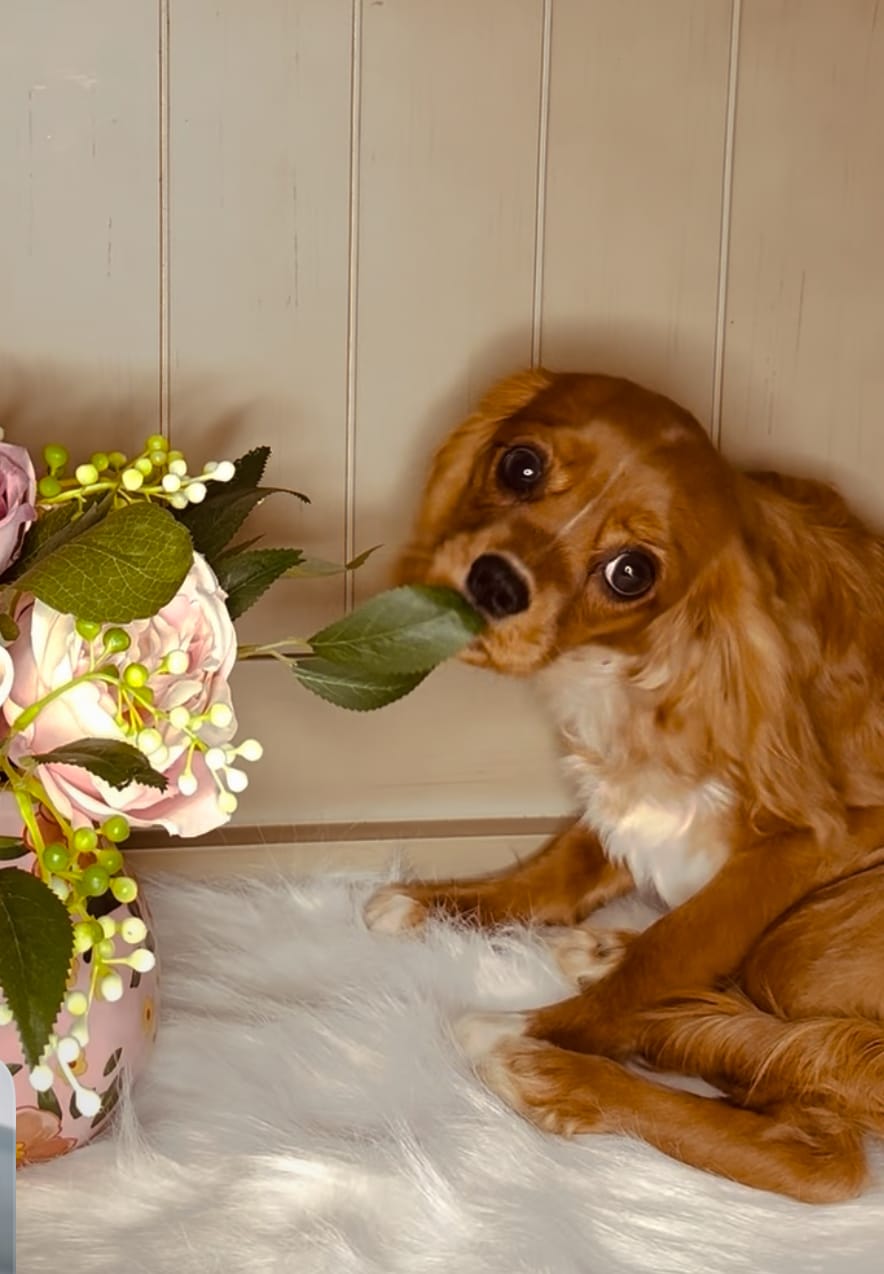 Ruby Rosie – Cavalier King Charles Spaniel puppy for sale in Foley, AL