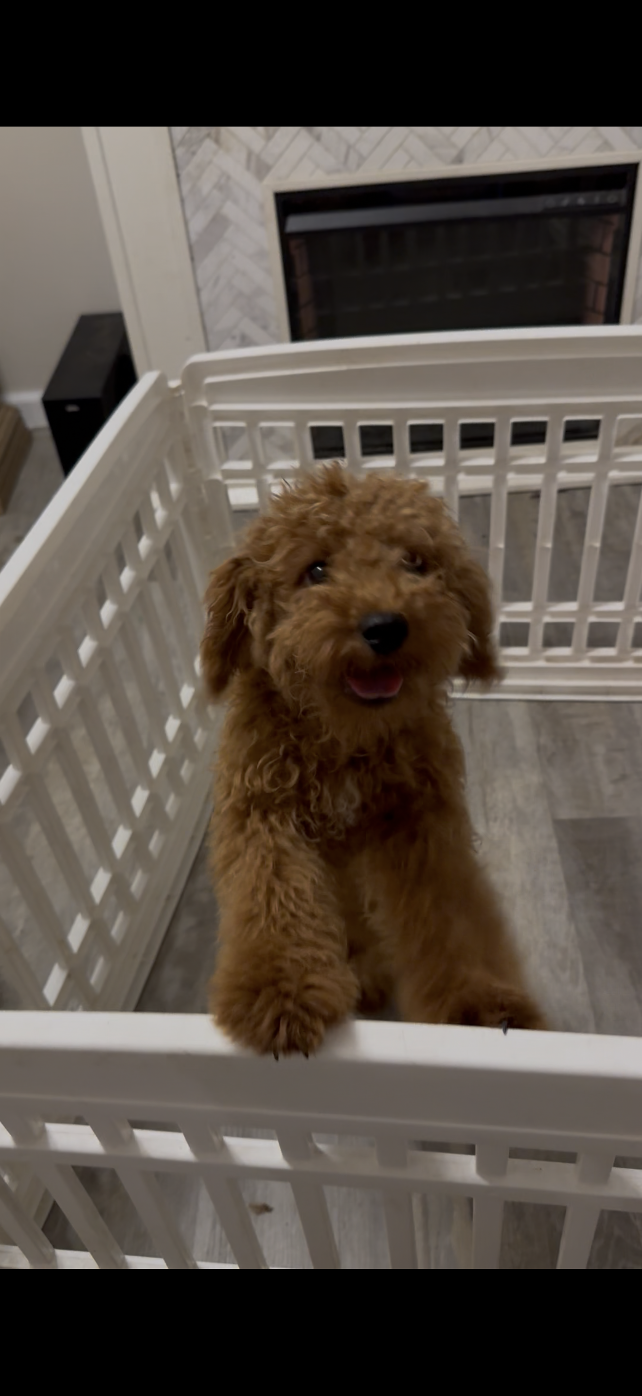 Donnie Cavapoo F1B Trained – Cavapoo puppy for sale in Foley, AL