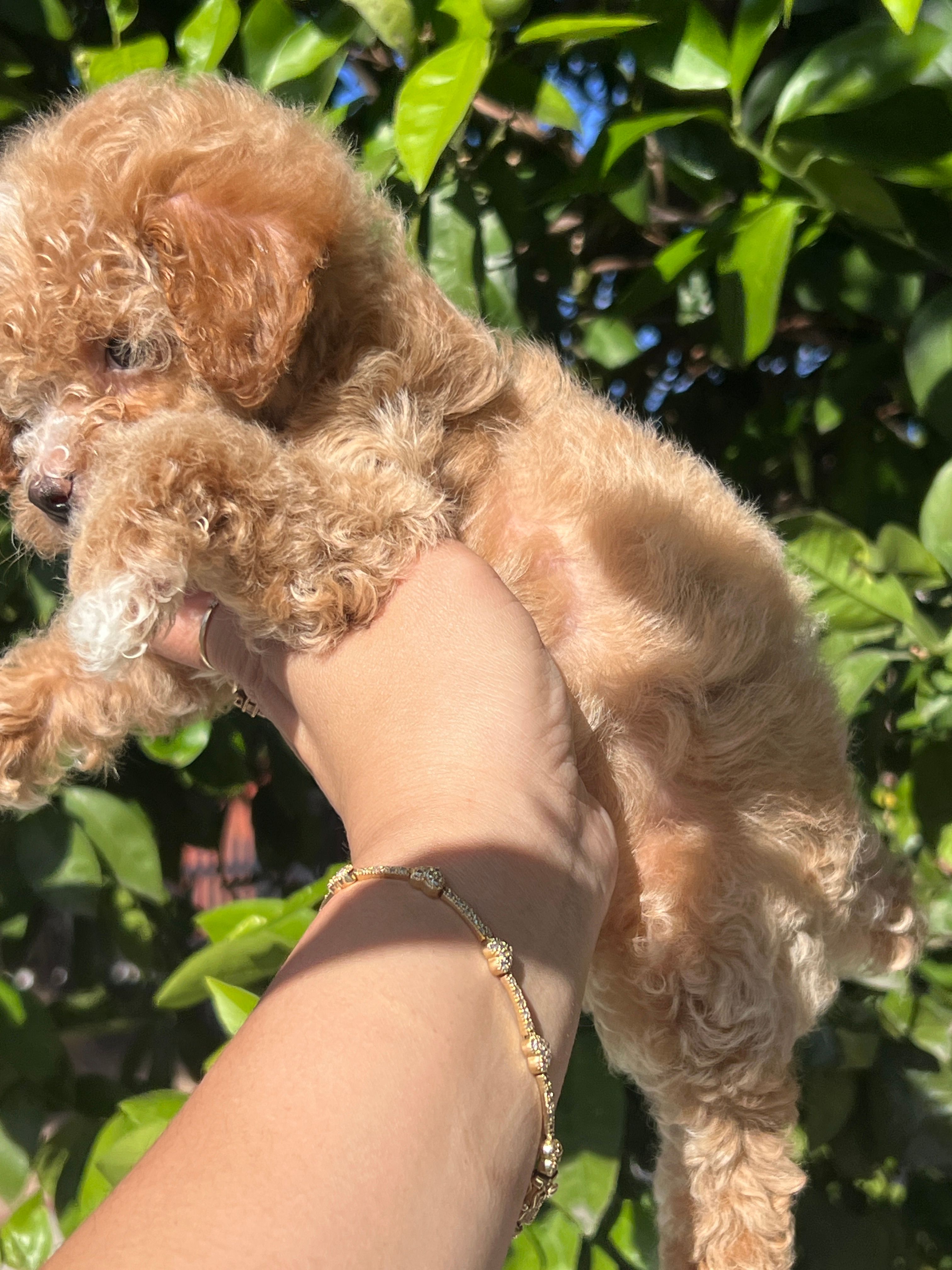 Pie – Poodle - Toy  puppy for sale in Rancho Cucamonga, CA