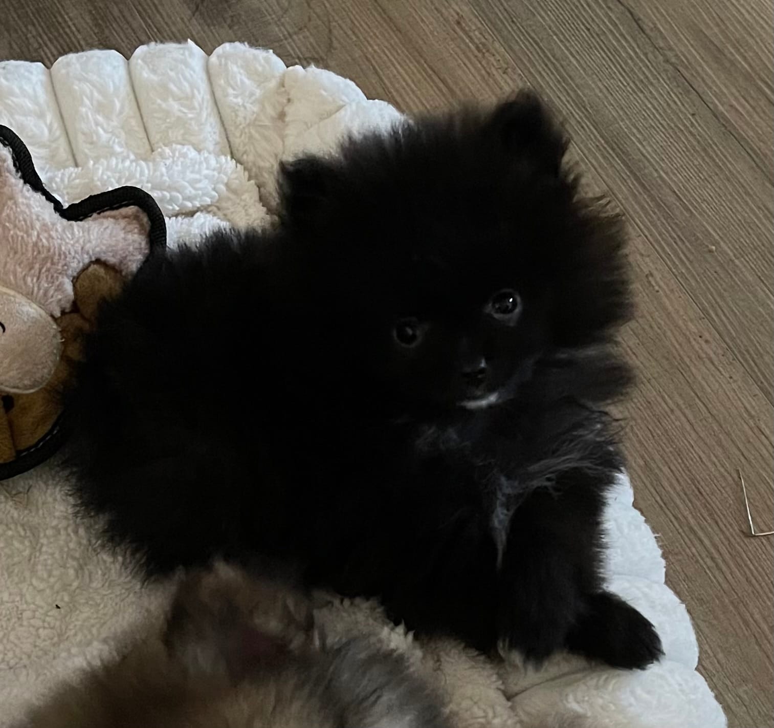 Mighty Mouse  – Pomeranian puppy for sale in Pearl River, LA