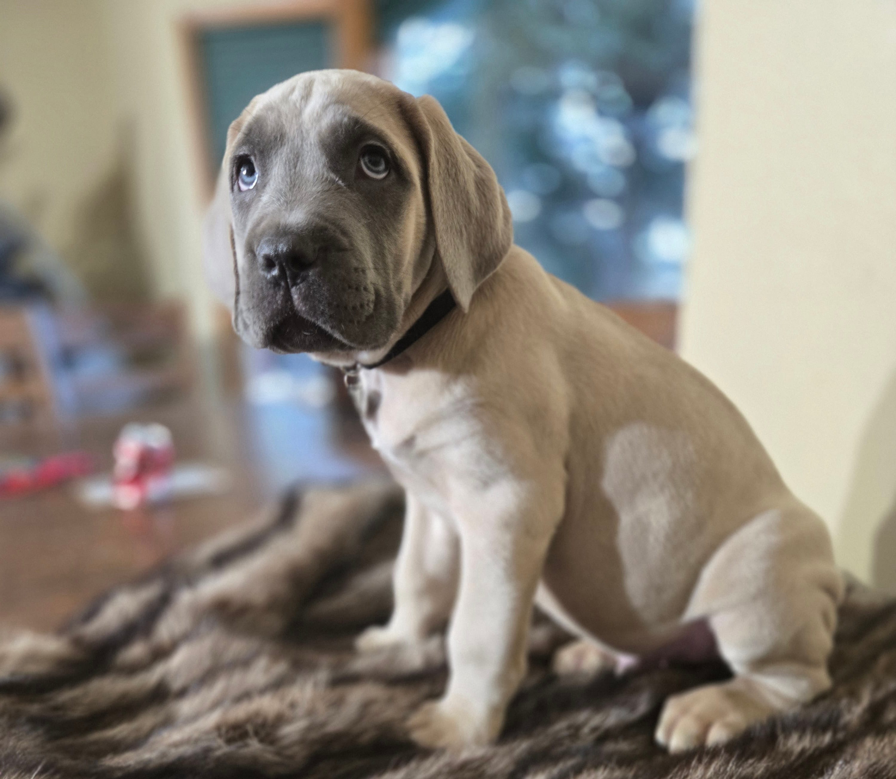 Black Color – Cane Corso puppy for sale in Seattle, WA
