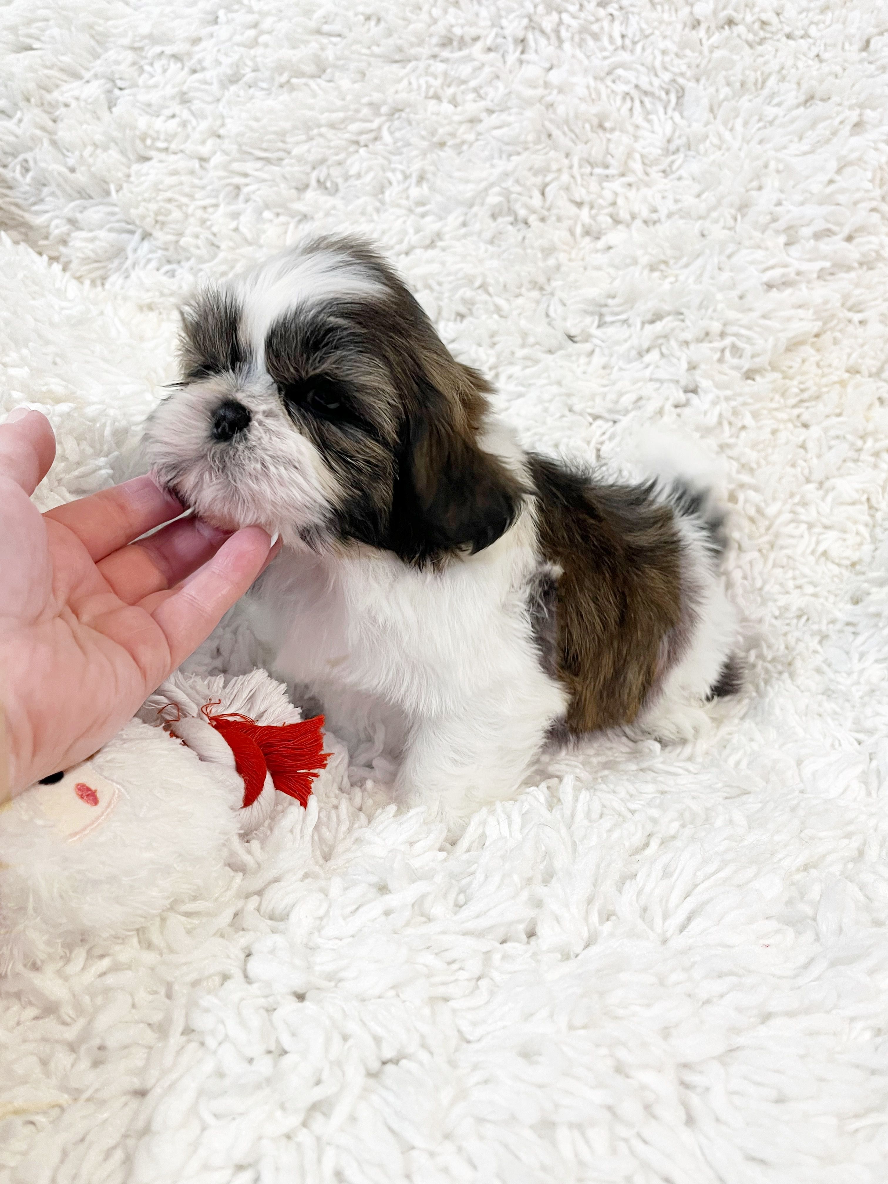 AKC Boston – Shih Tzu puppy for sale in Greenville, SC