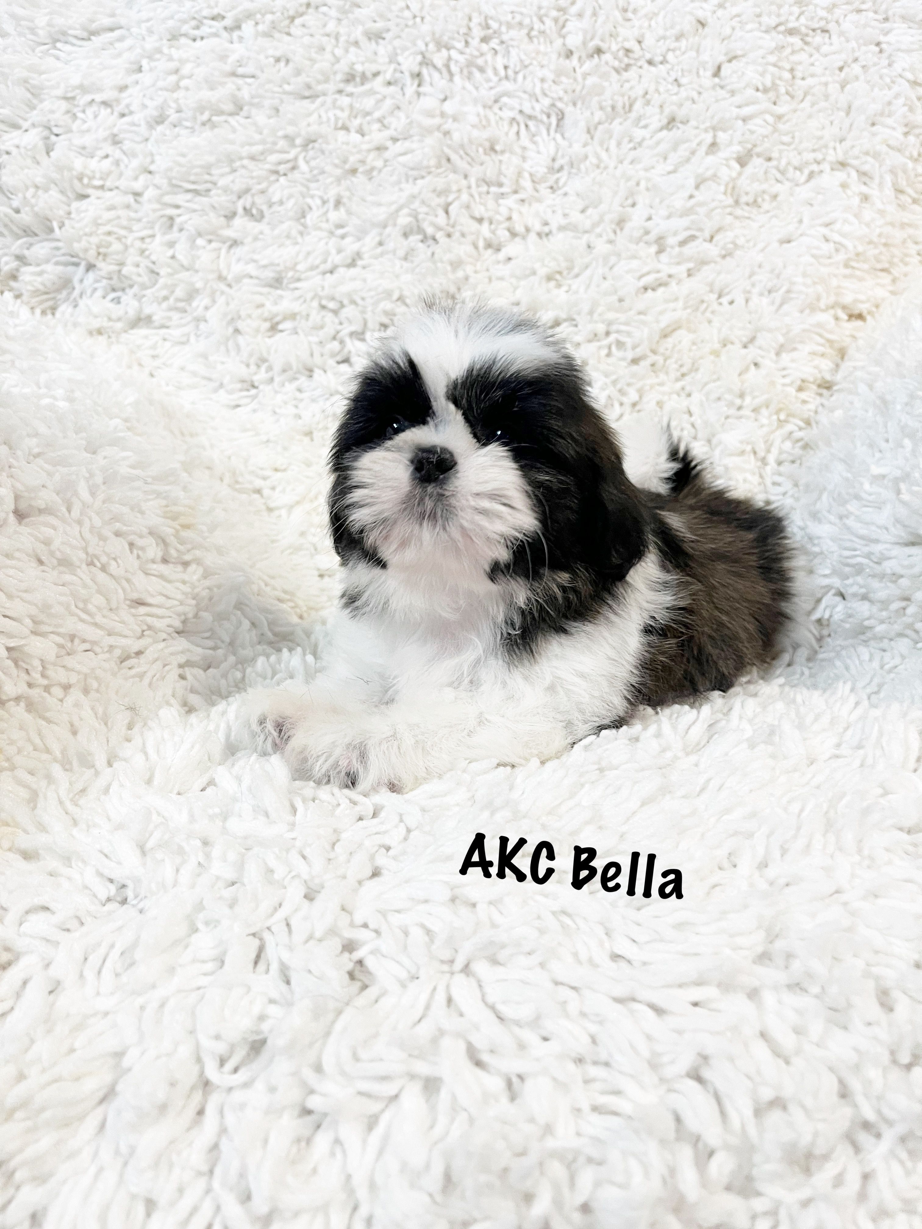 AKC Bella – Shih Tzu puppy for sale in Greenville, SC