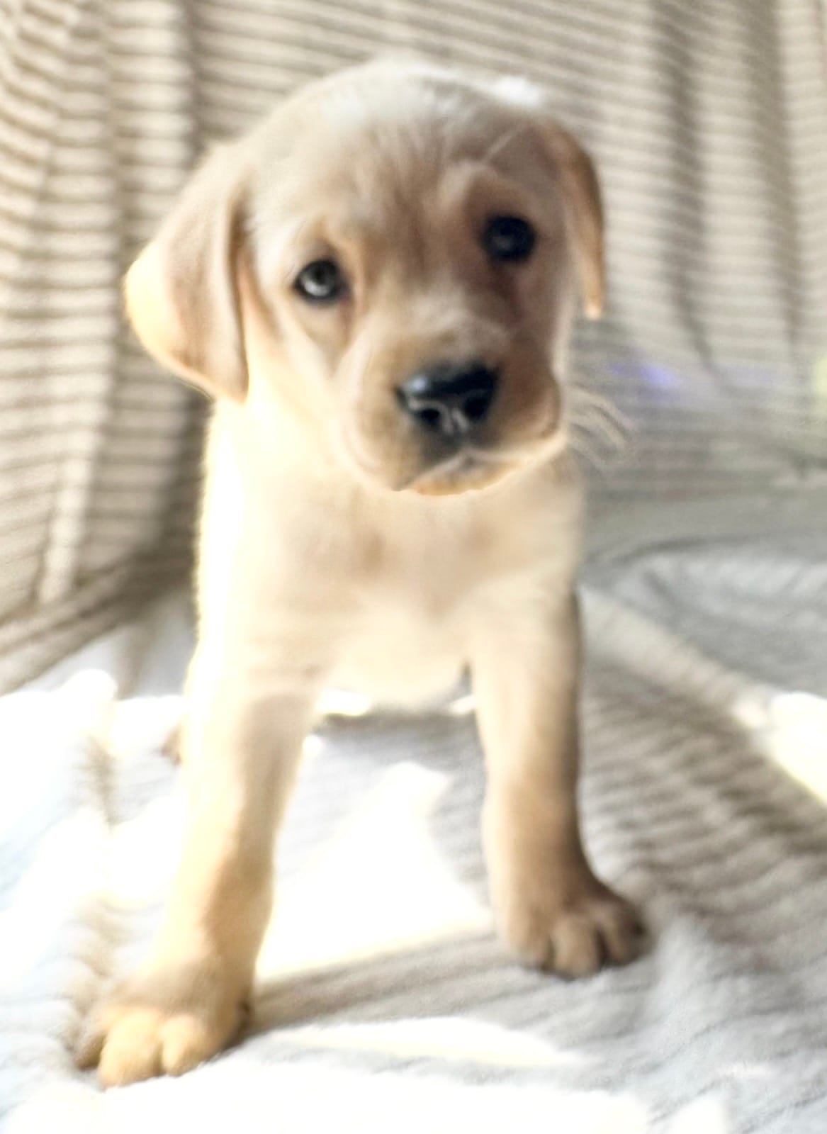 AKC Rex – Labrador Retriever puppy for sale in Greenville, SC