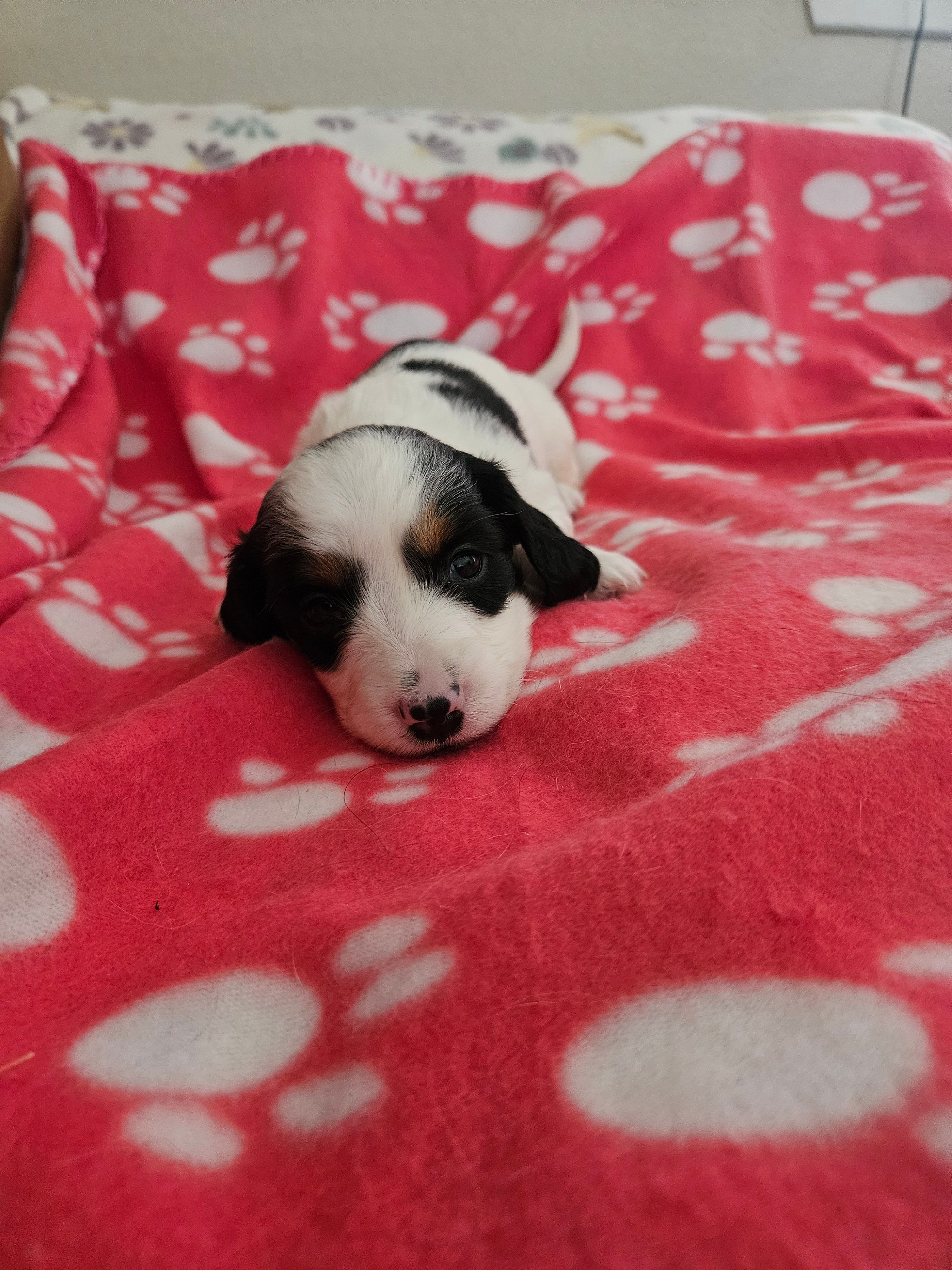 Frankie  – Miniature Dachshund puppy for sale in Pinon Hills, CA