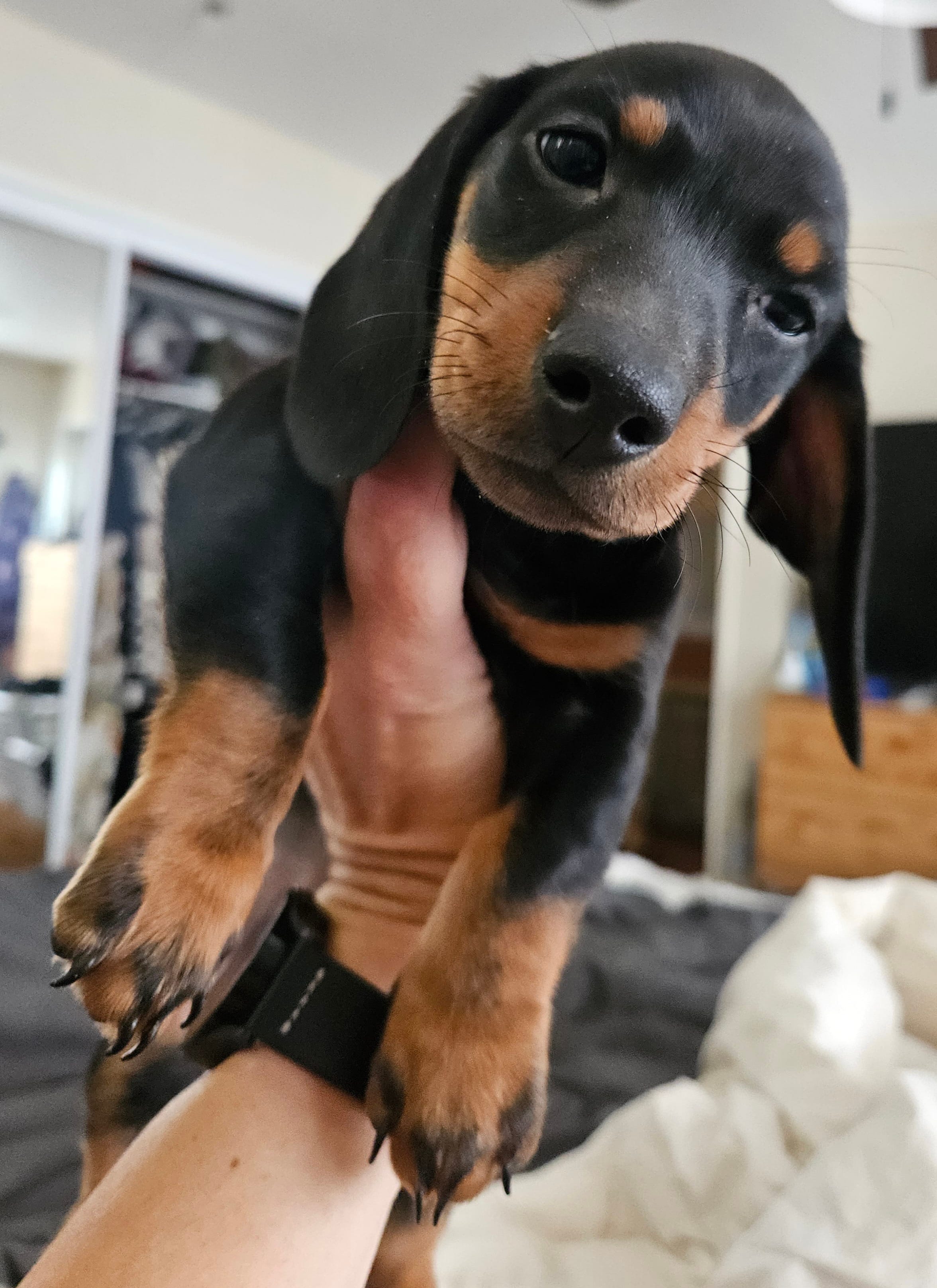 Theo  – Miniature Dachshund puppy for sale in Pinon Hills, CA