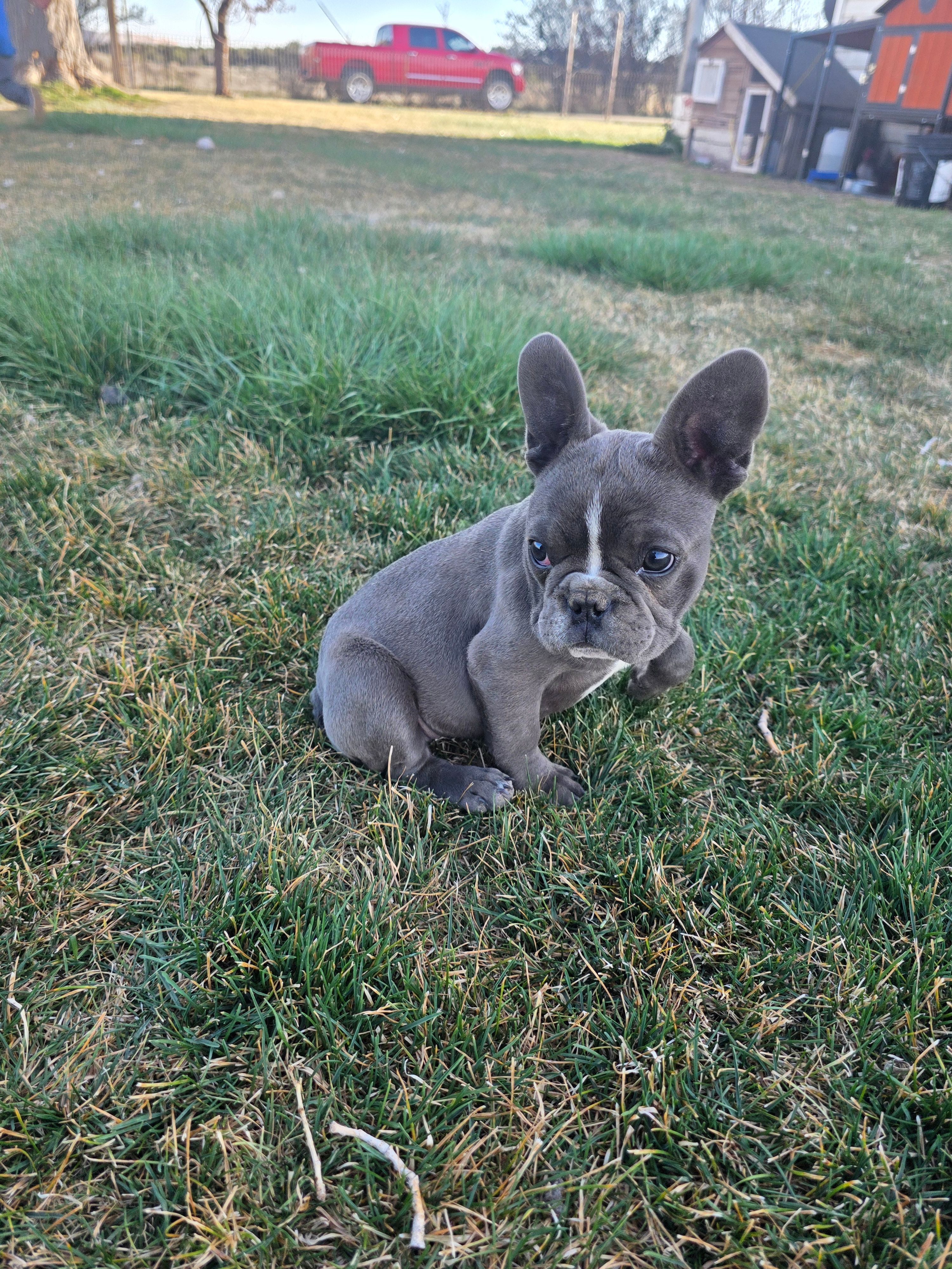 Baby Koda – French Bulldog puppy for sale in Cortez, CO