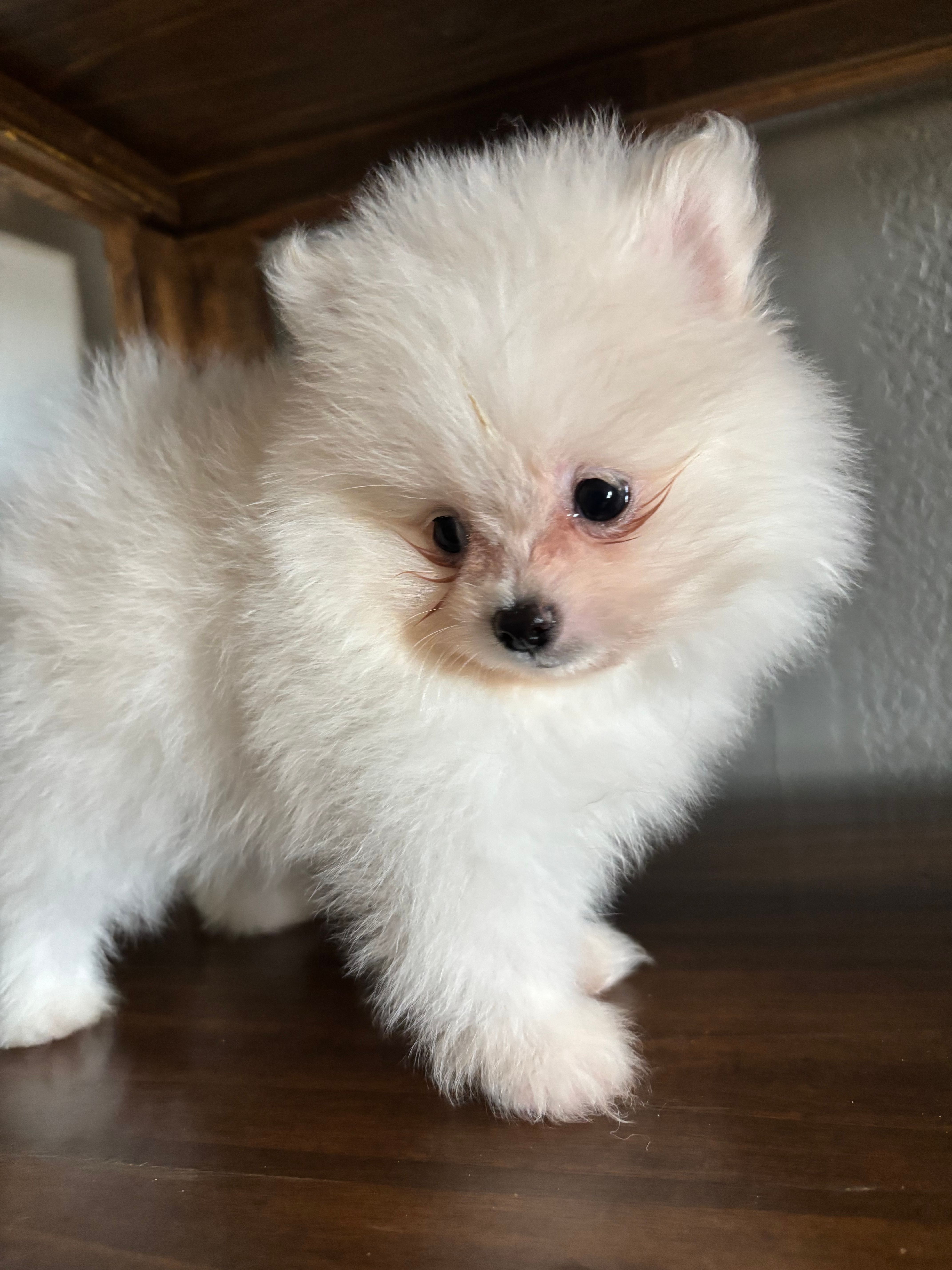 Sam – Pomeranian puppy for sale in Brentwood, CA