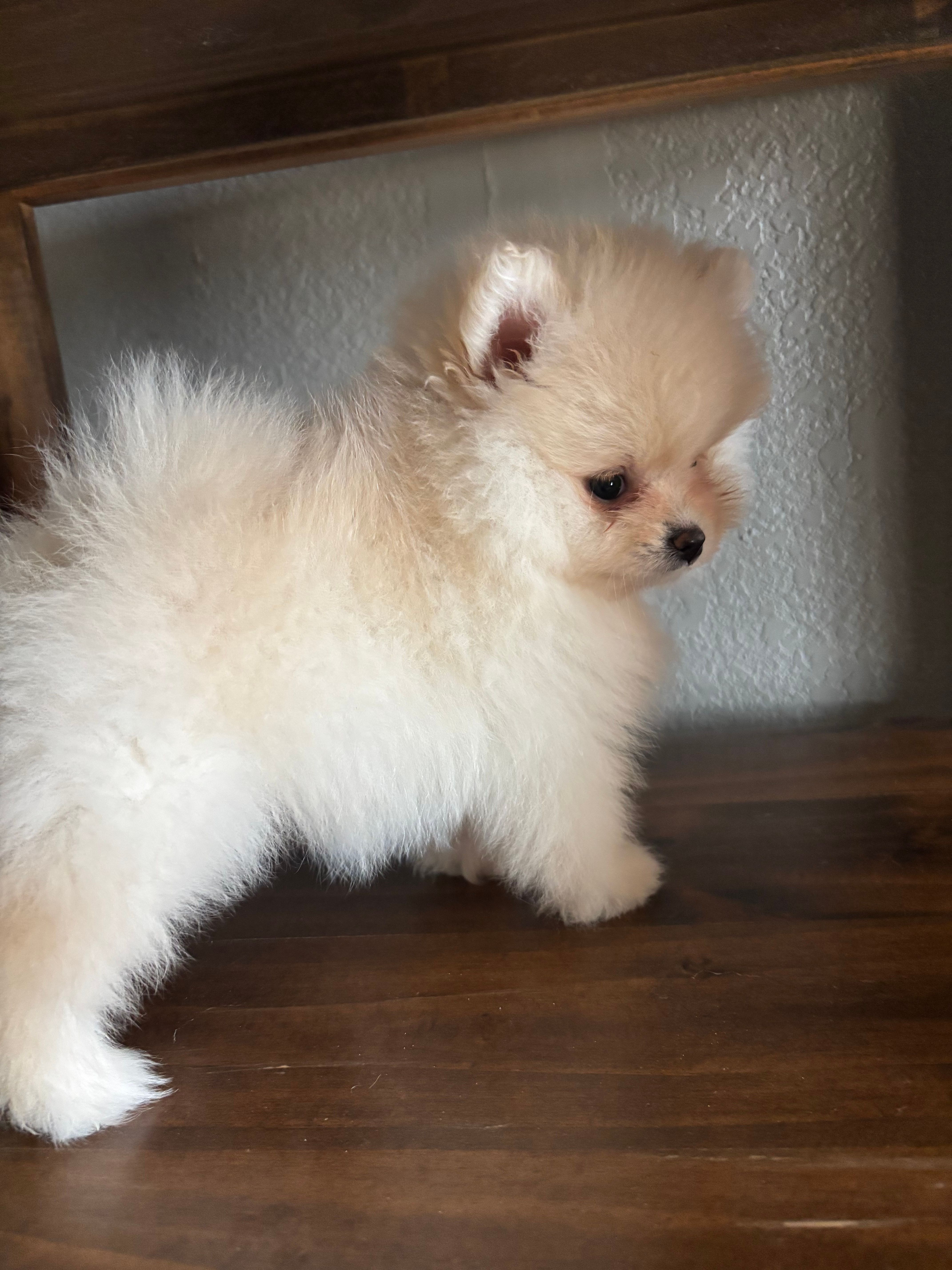 Luna – Pomeranian puppy for sale in Brentwood, CA