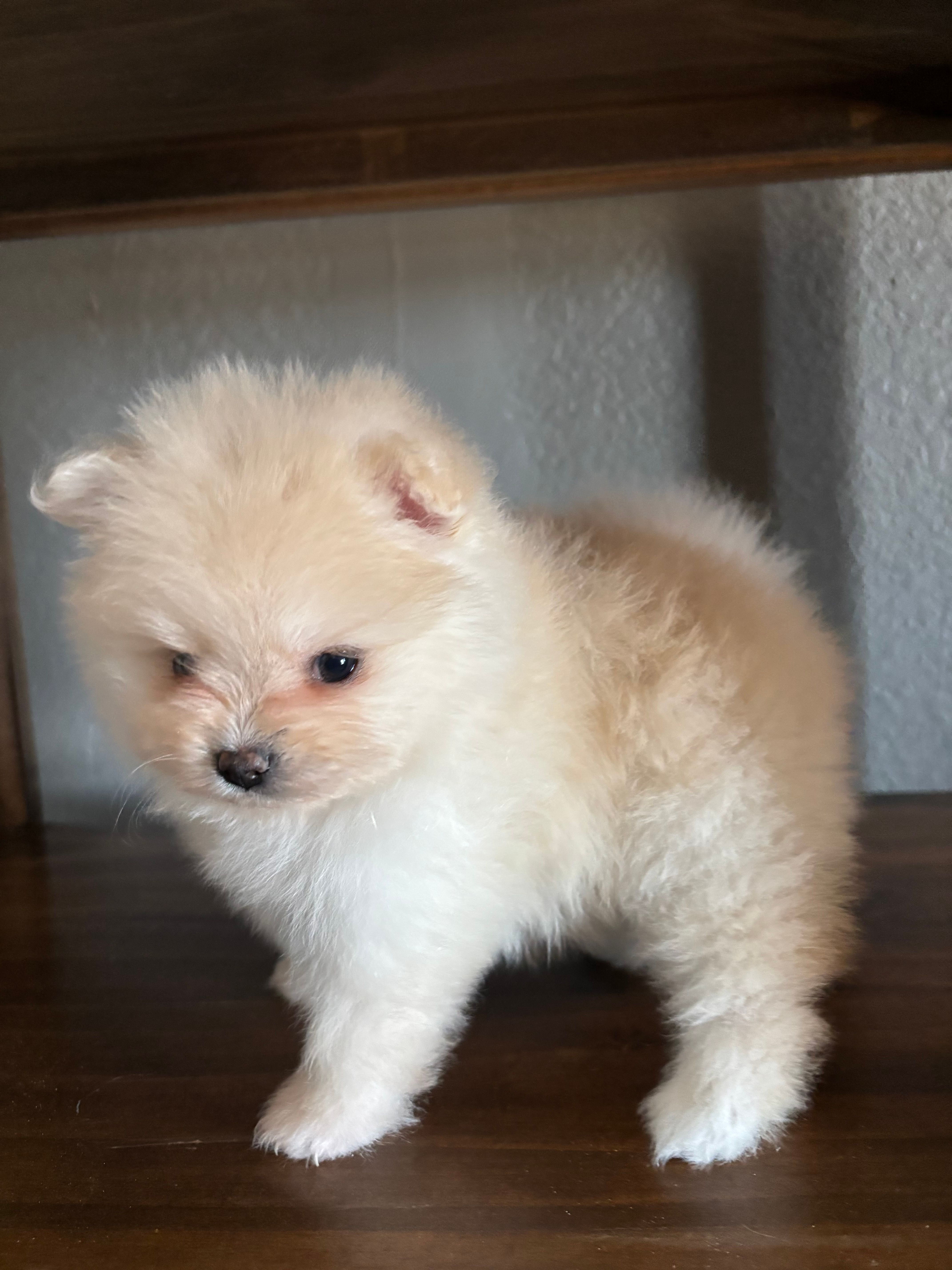 Luna – Pomeranian puppy for sale in Brentwood, CA