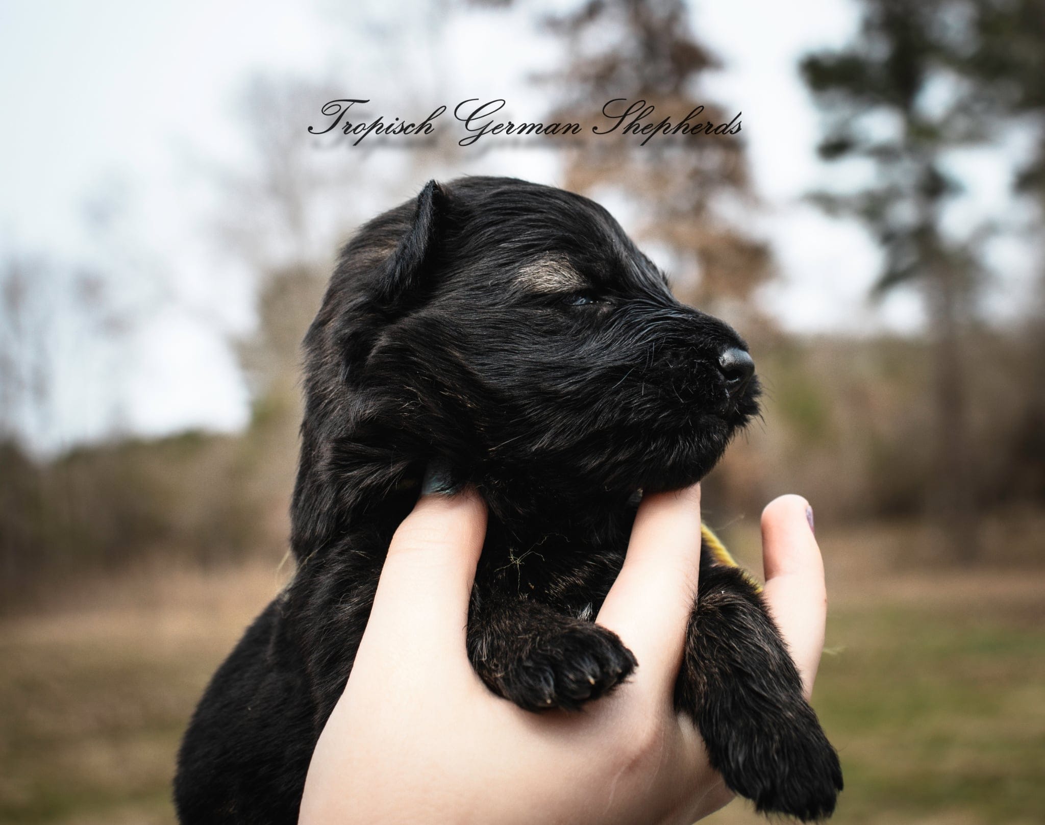 Rubies yellow collar girl