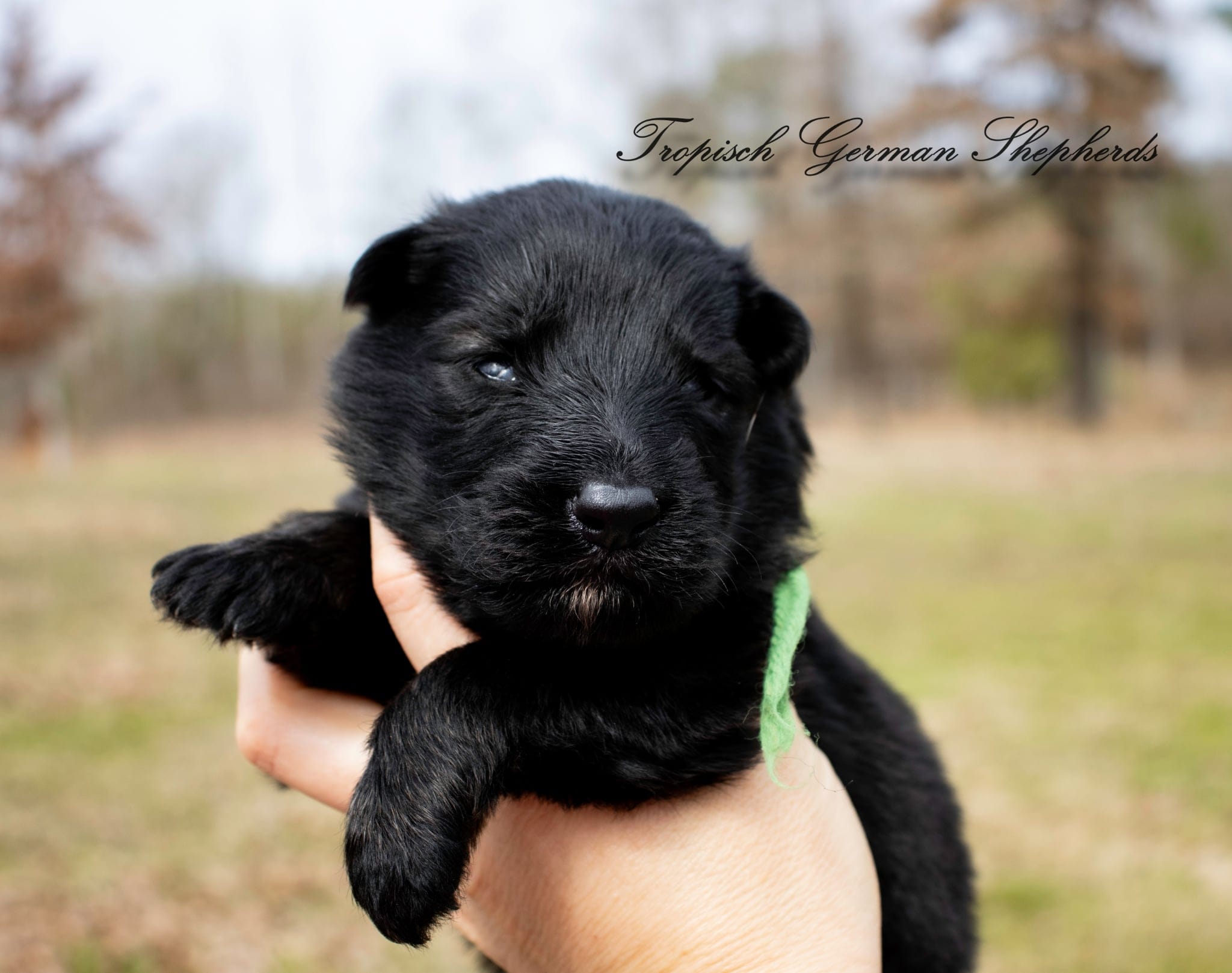 Rubies green collar male 